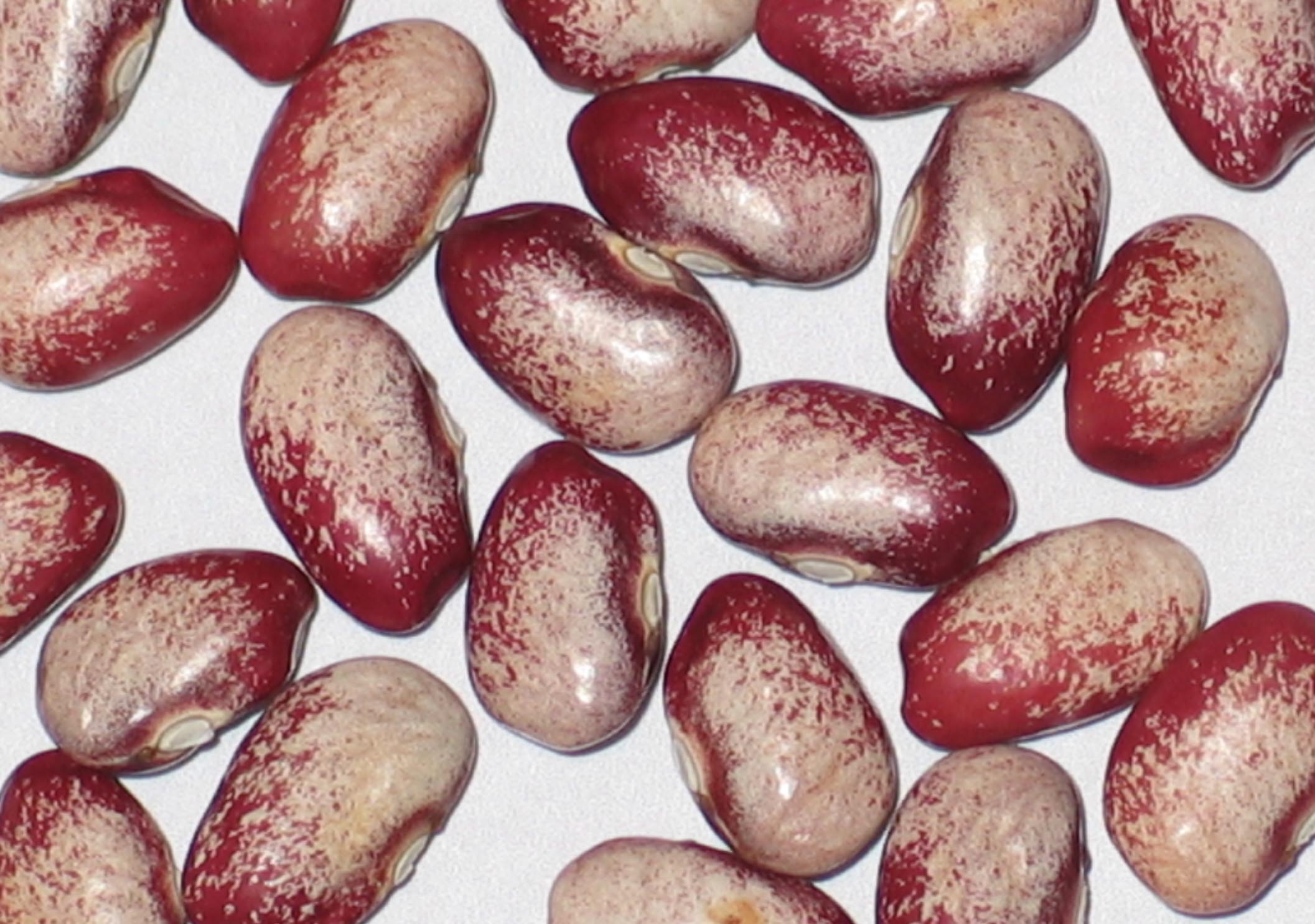 image of Penland Family beans