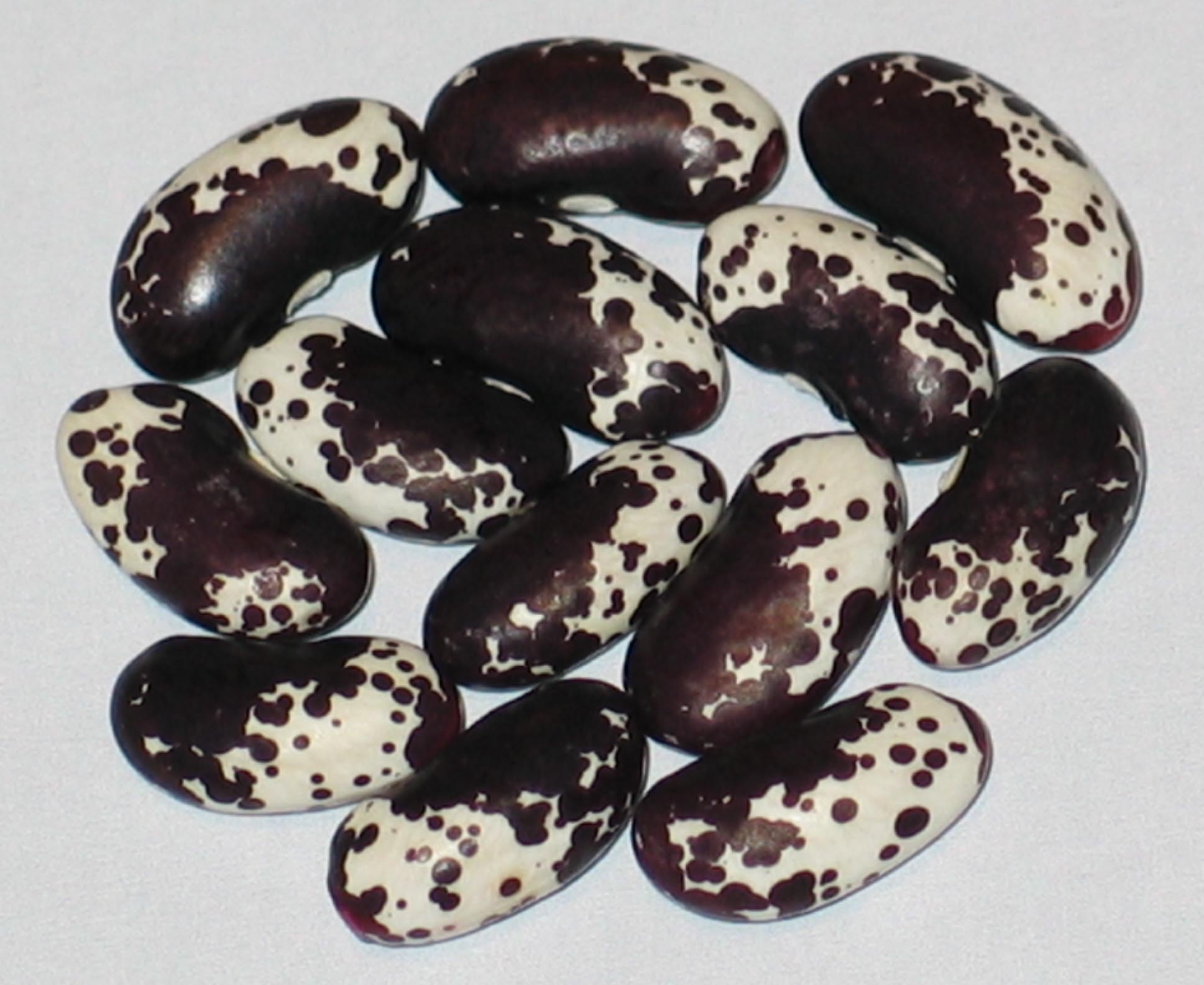 image of Potka Dot beans