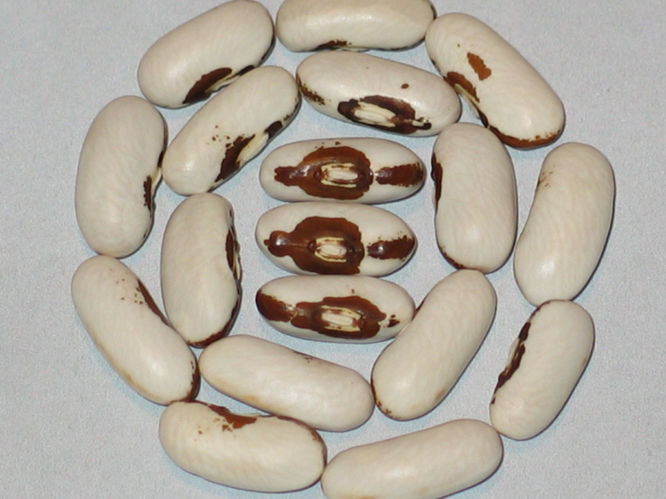 image of Puregold Wax beans