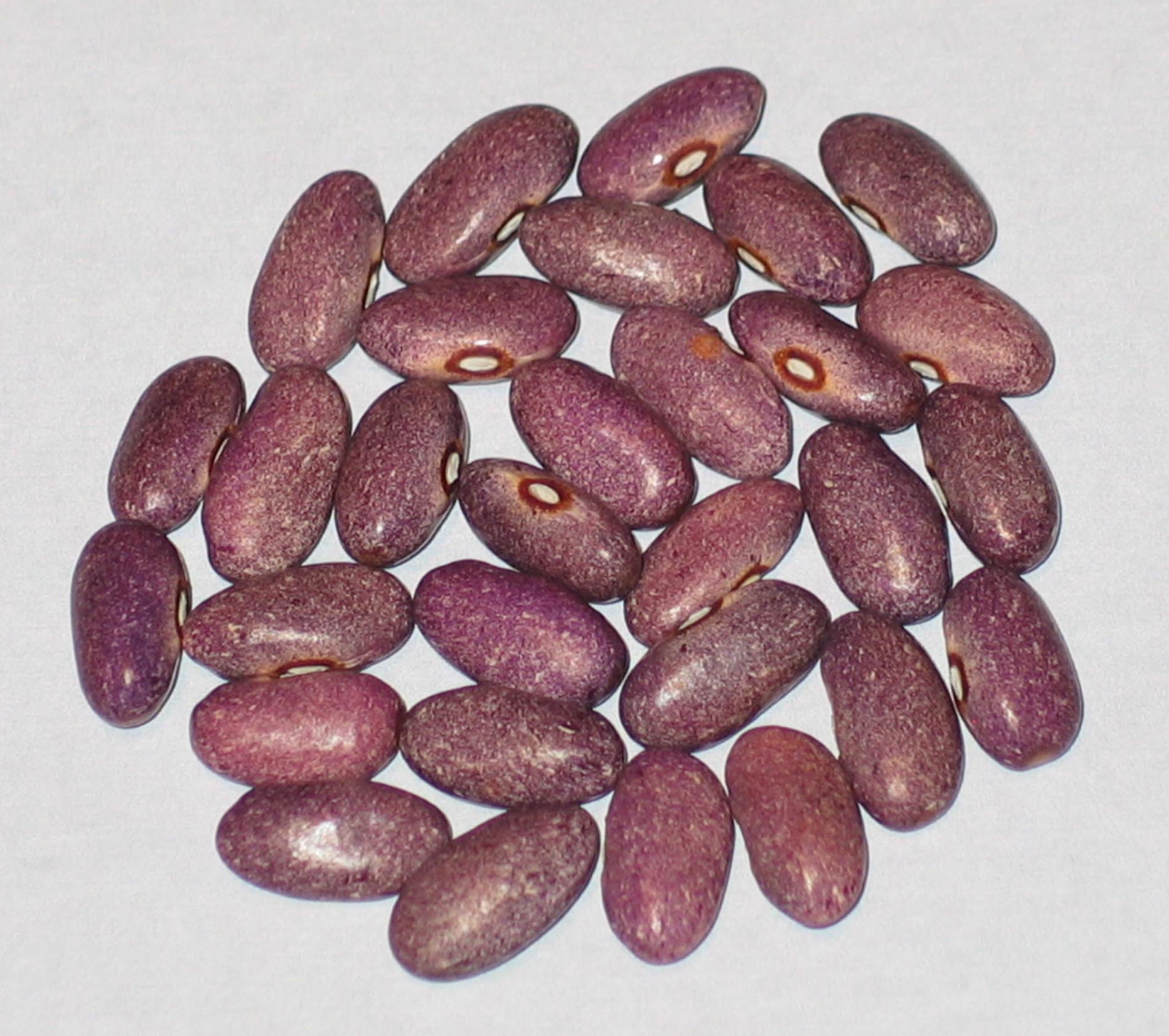 image of Purple Stardust beans