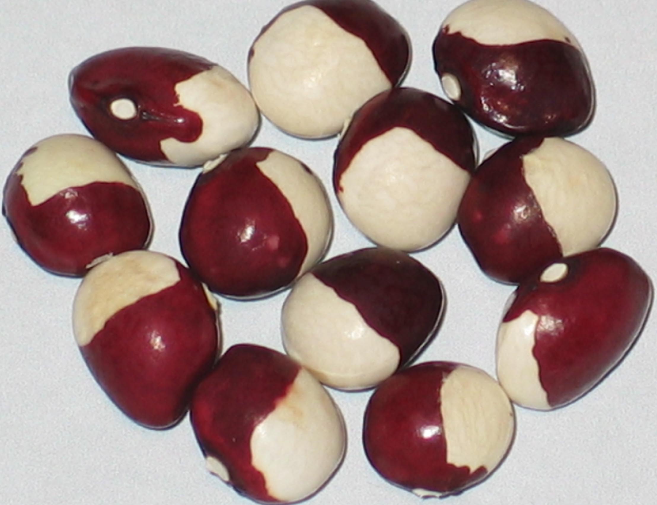 image of Red Marbles beans