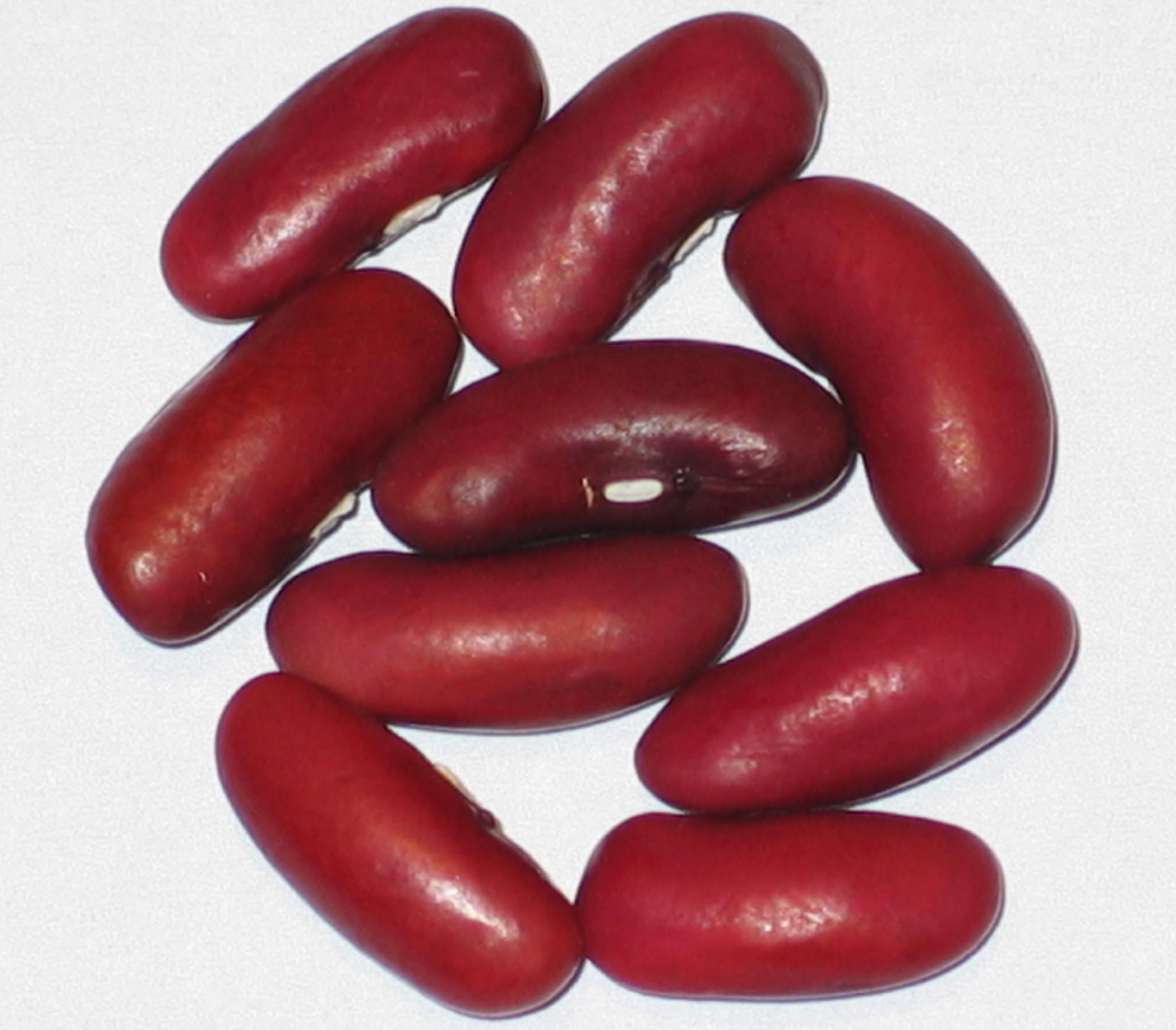 image of Red Sport beans