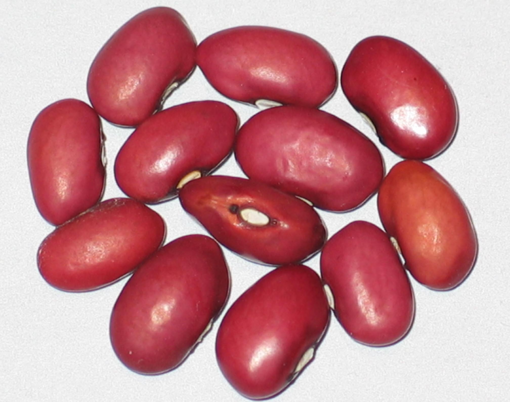 image of Red Turtle beans
