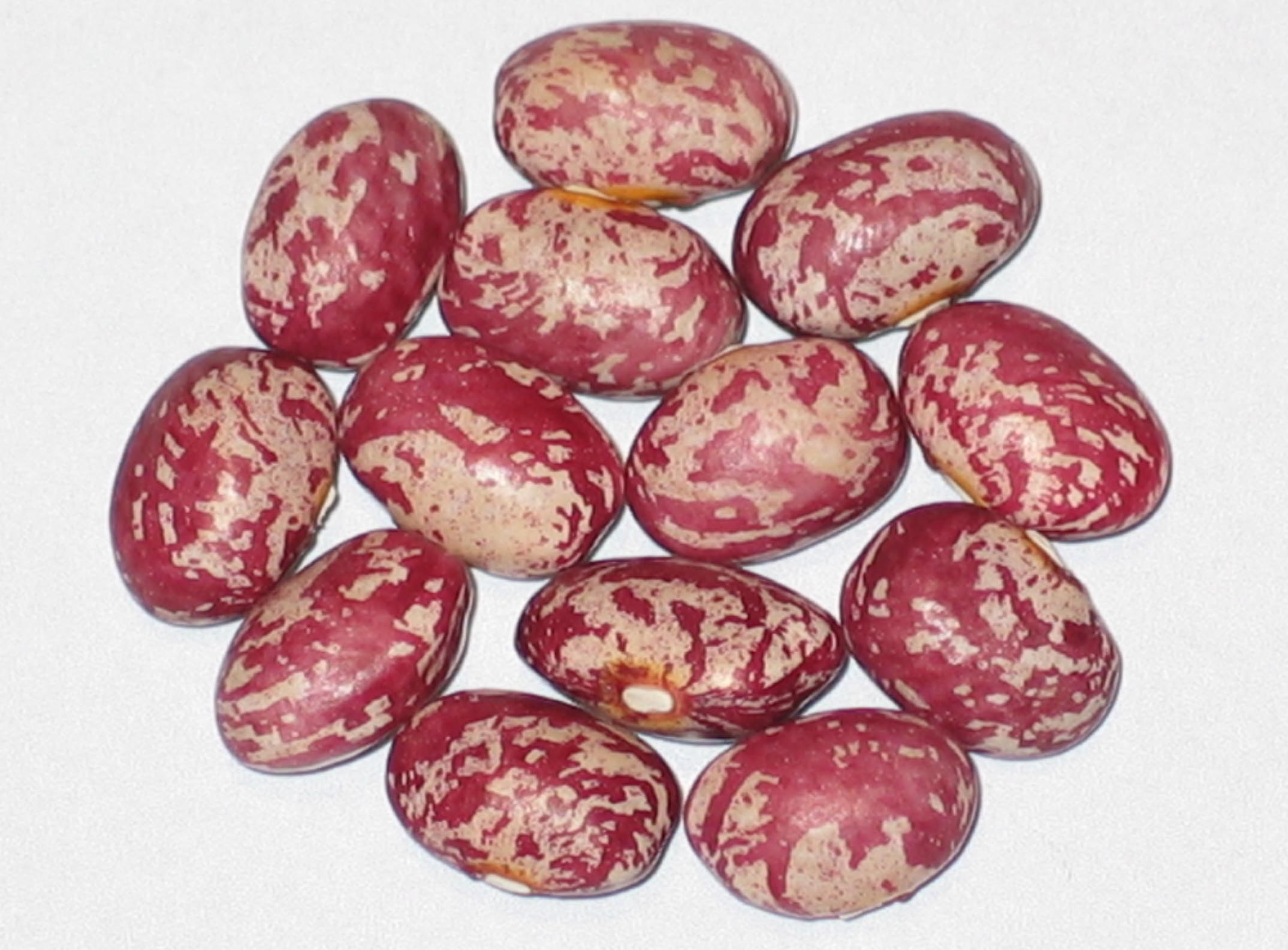 image of Red Valentine beans