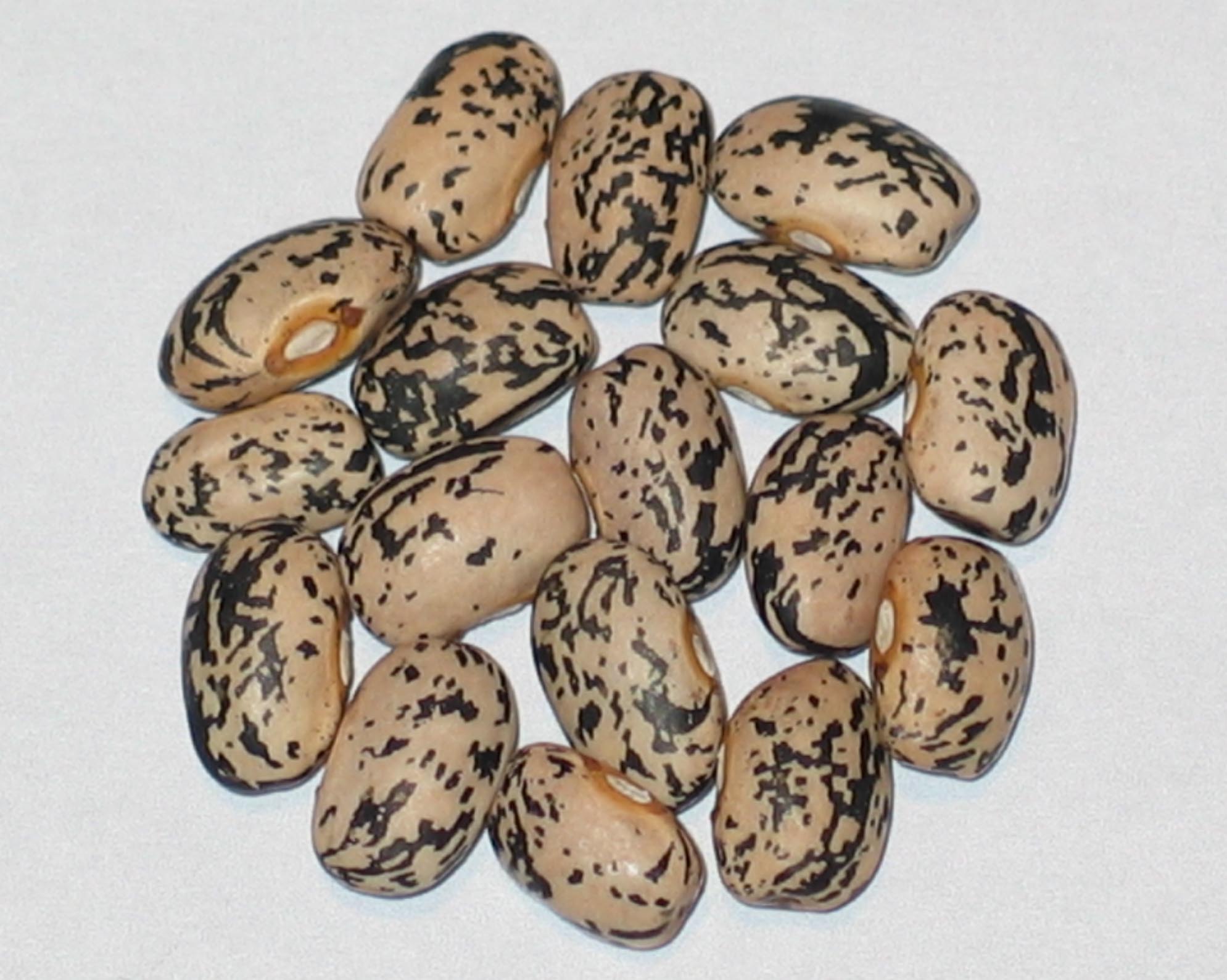 image of Refugee beans
