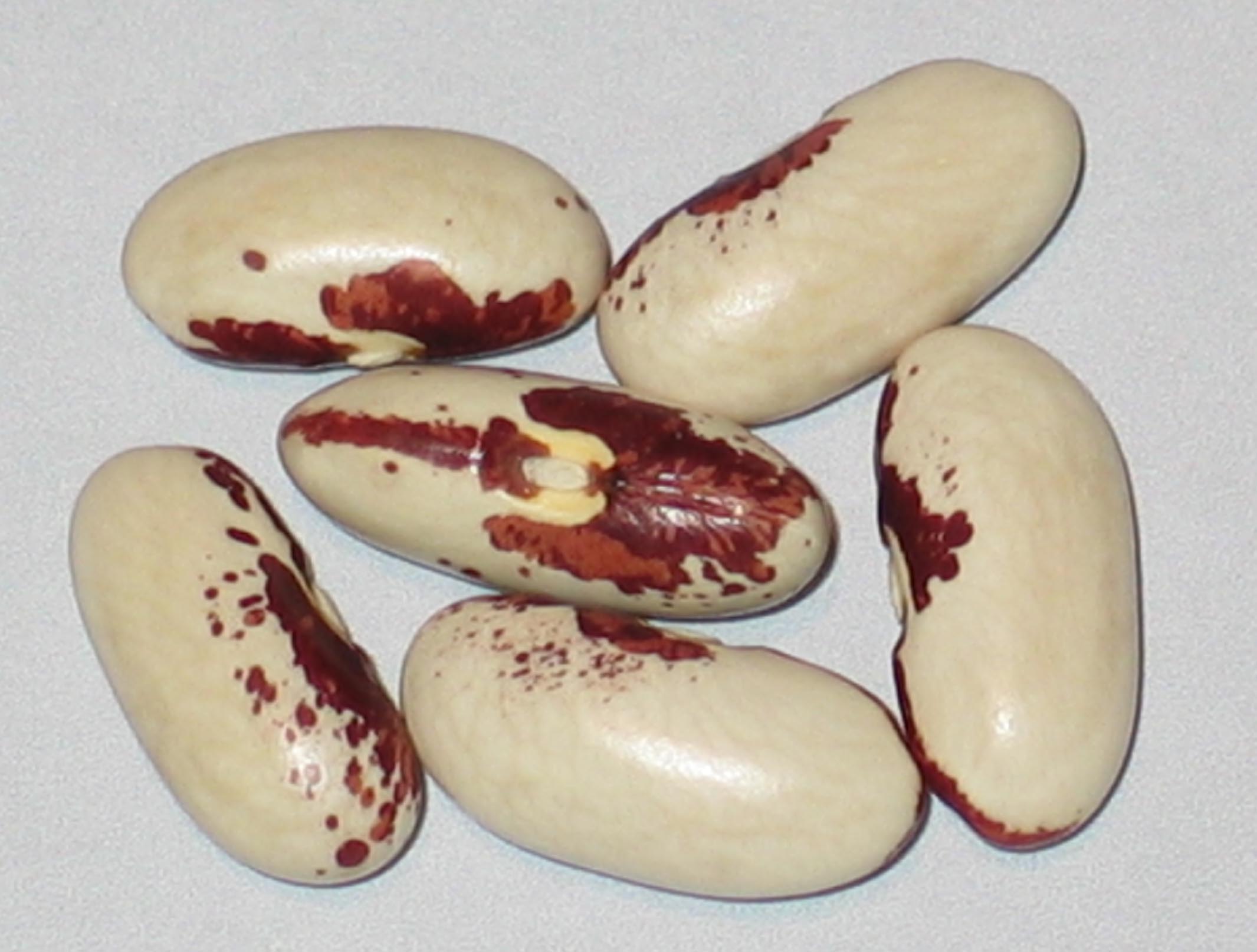image of Rode Soldatenboon beans