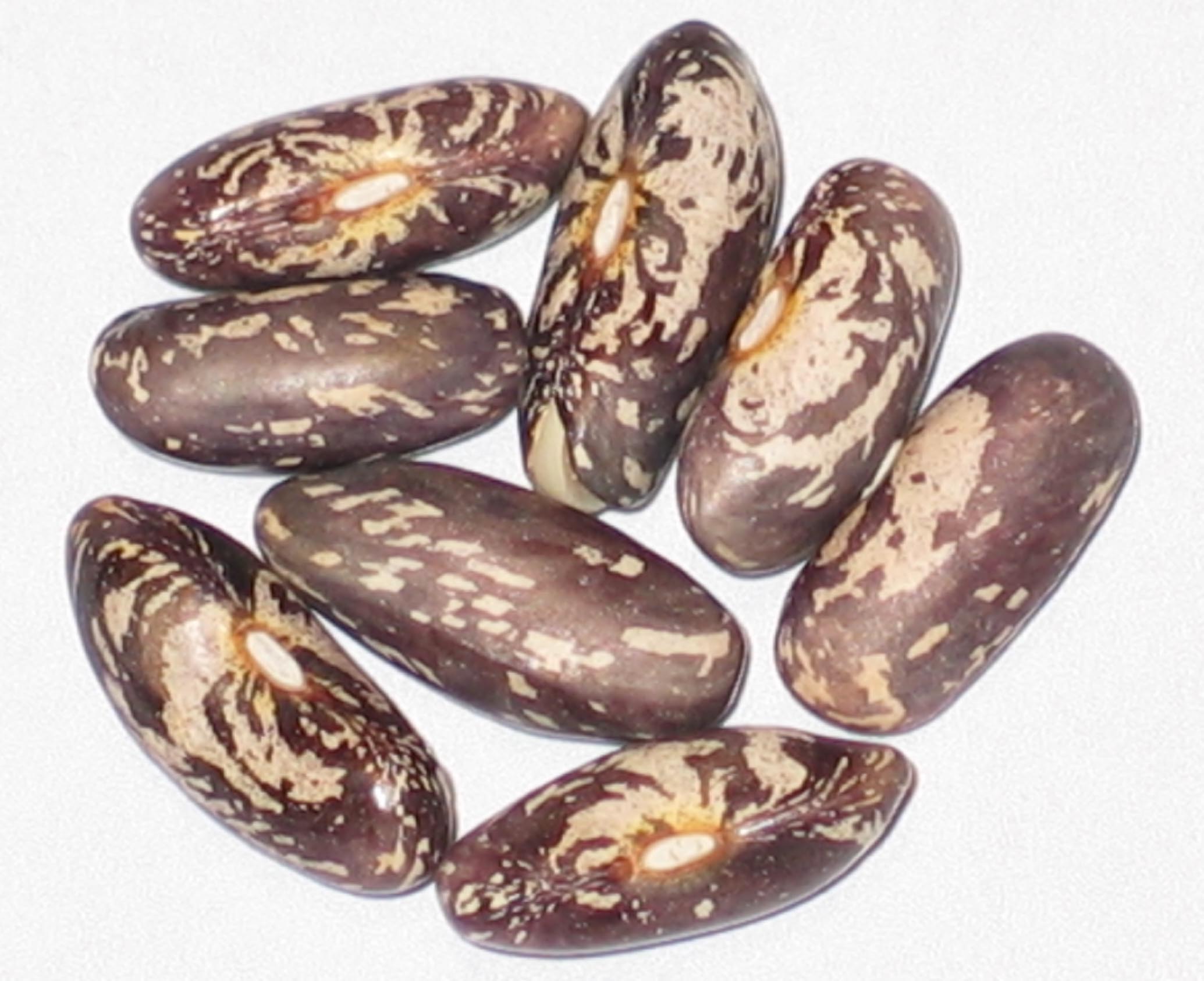 image of Seminole beans