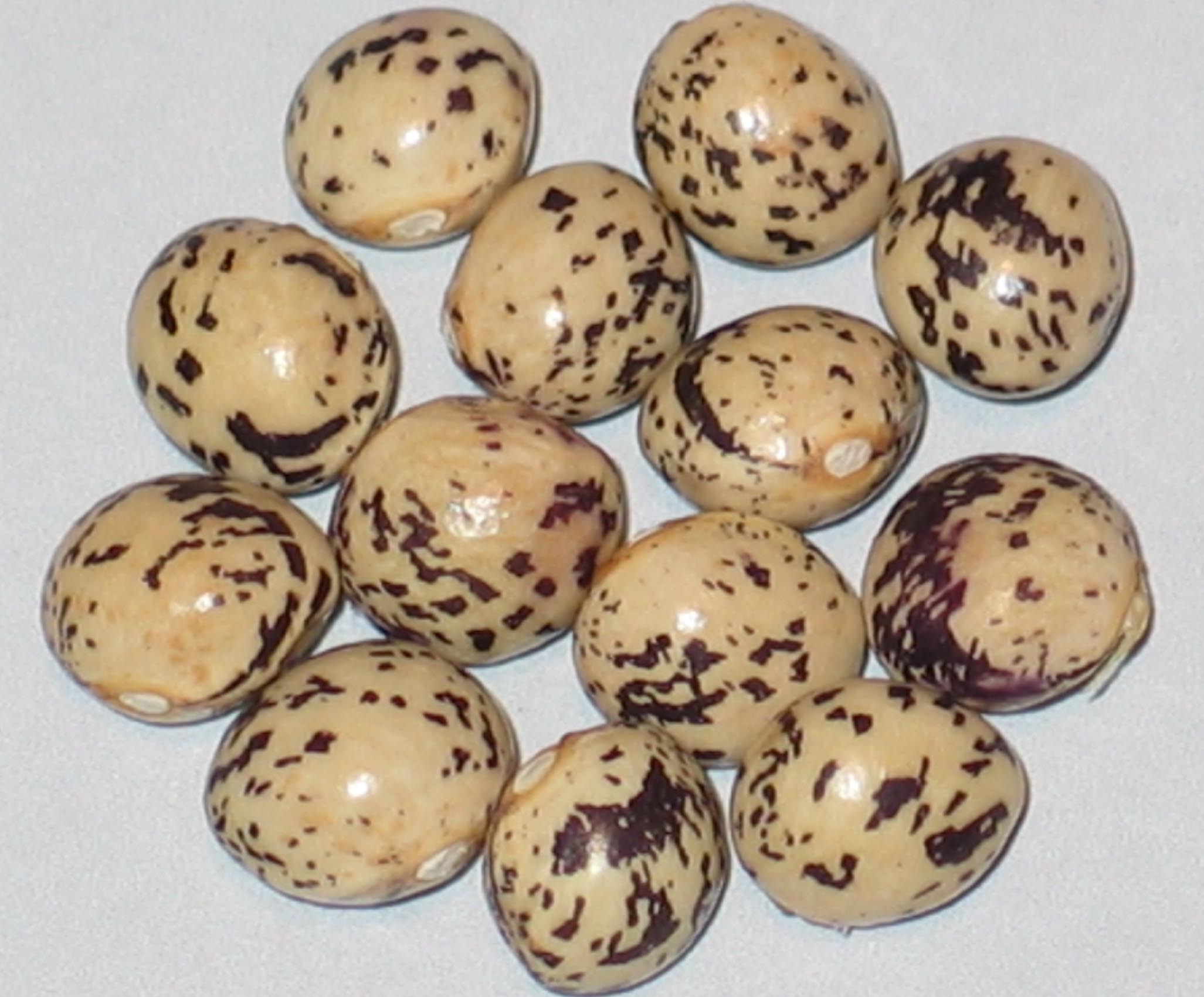 image of Seneca Bird Egg beans