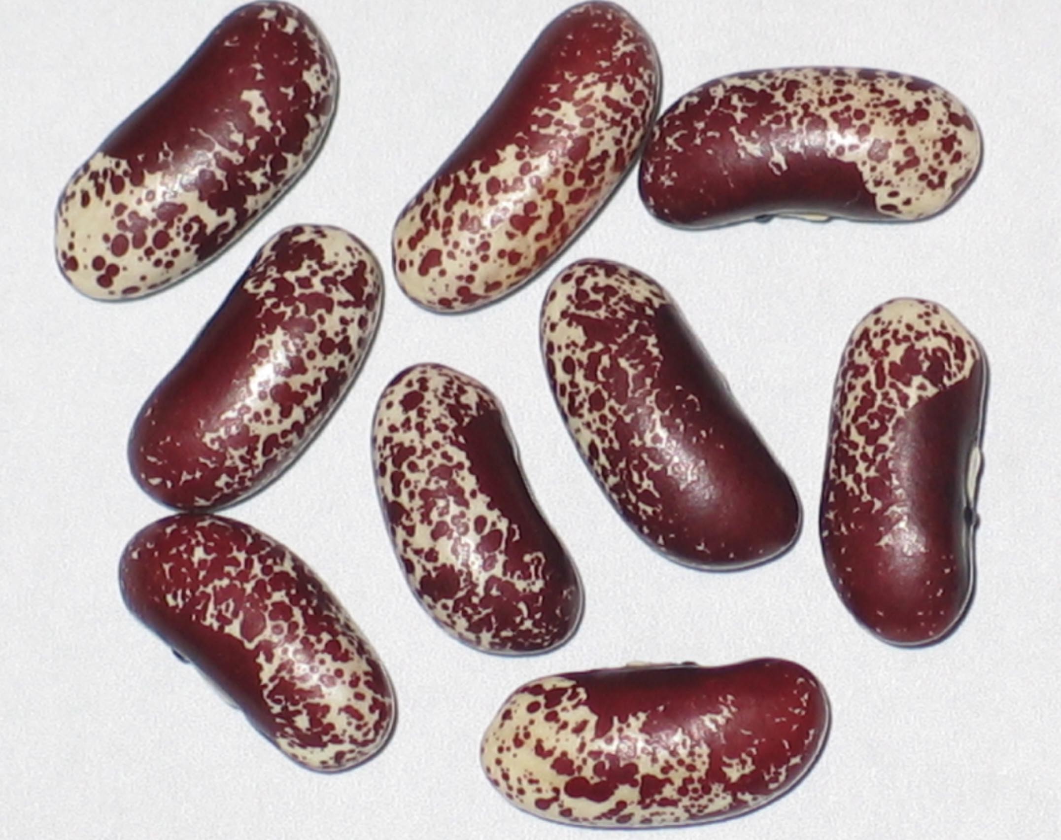 image of Smith River Super Speckle beans