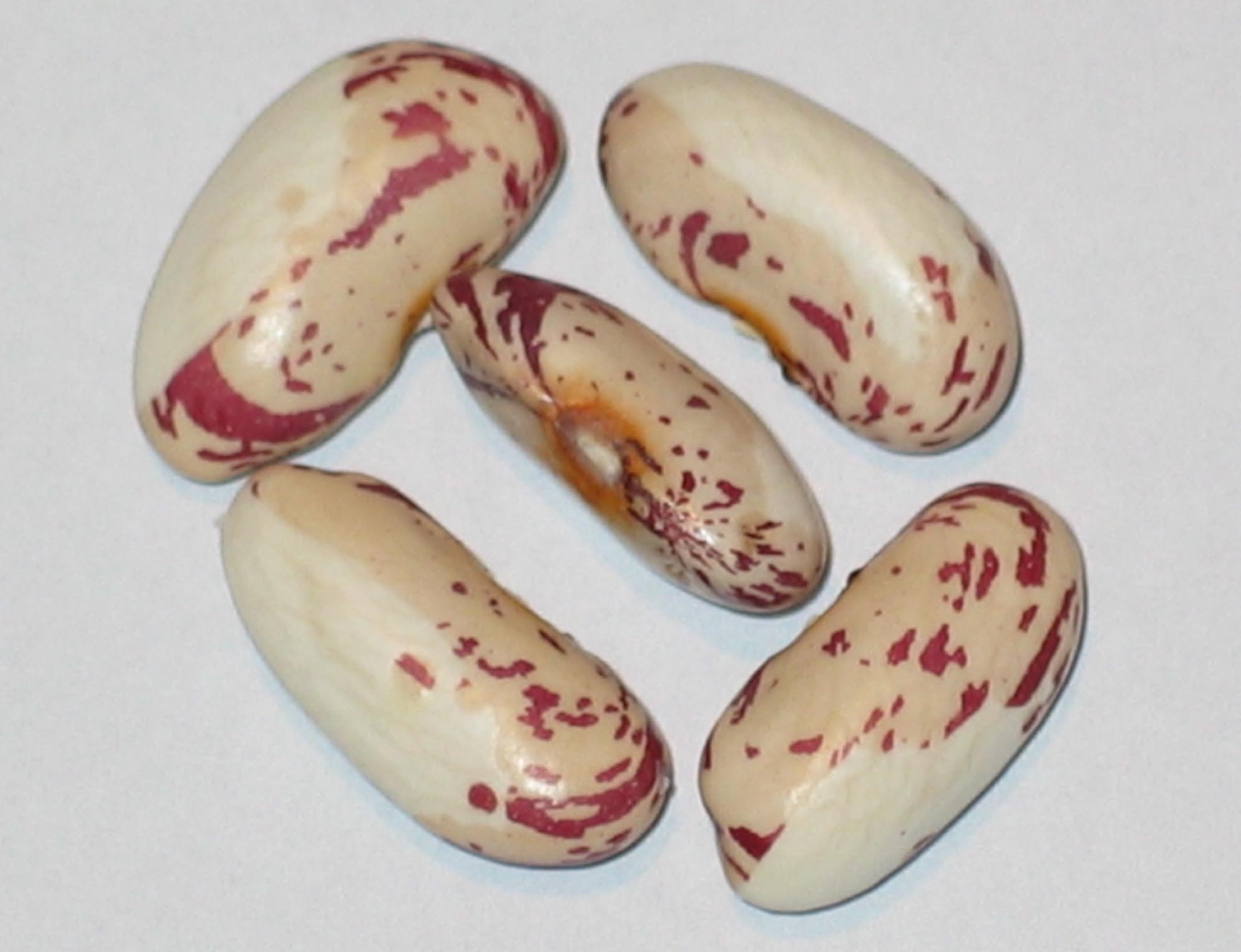 image of Snowcap beans