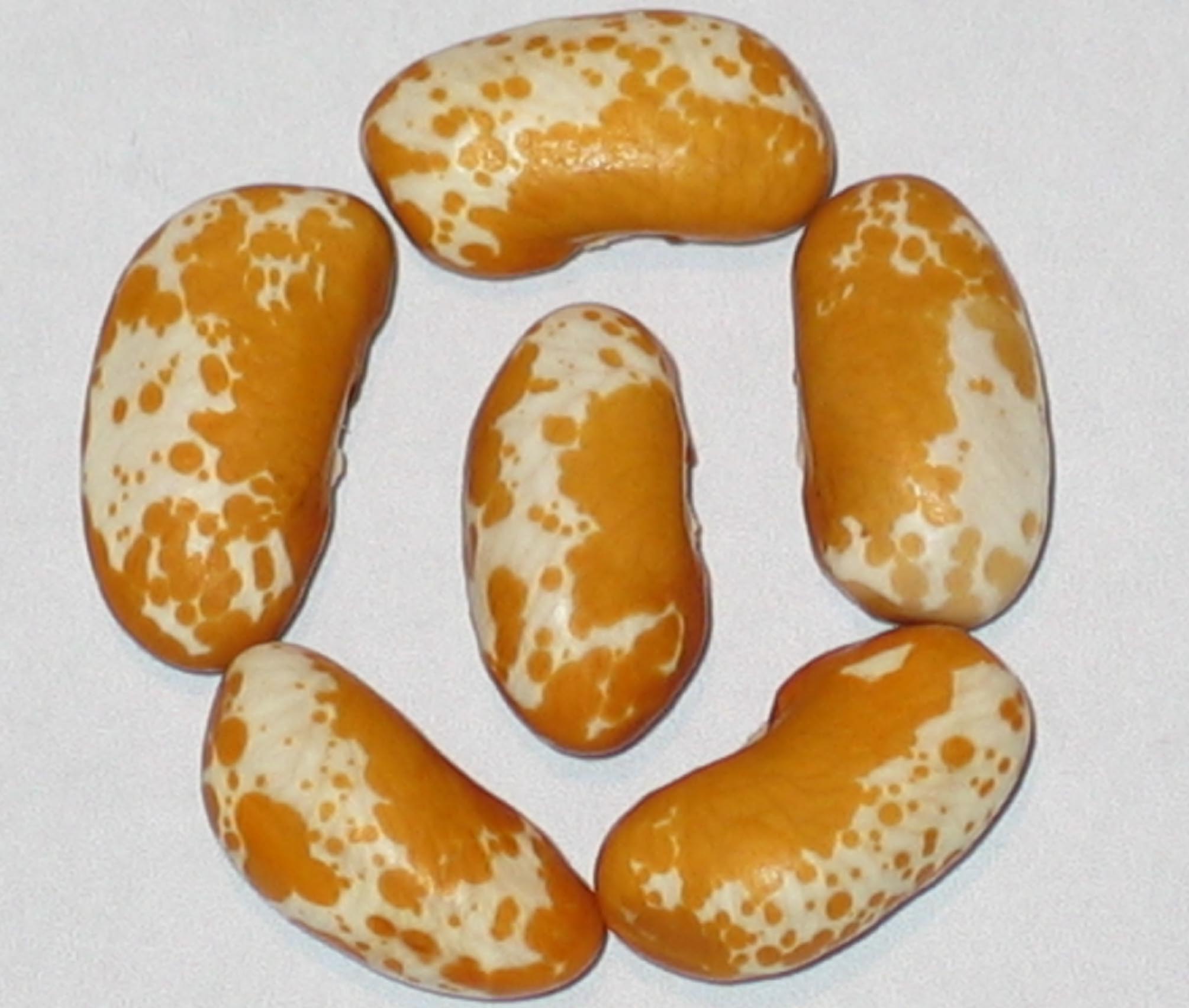 image of Speckled 1770 beans