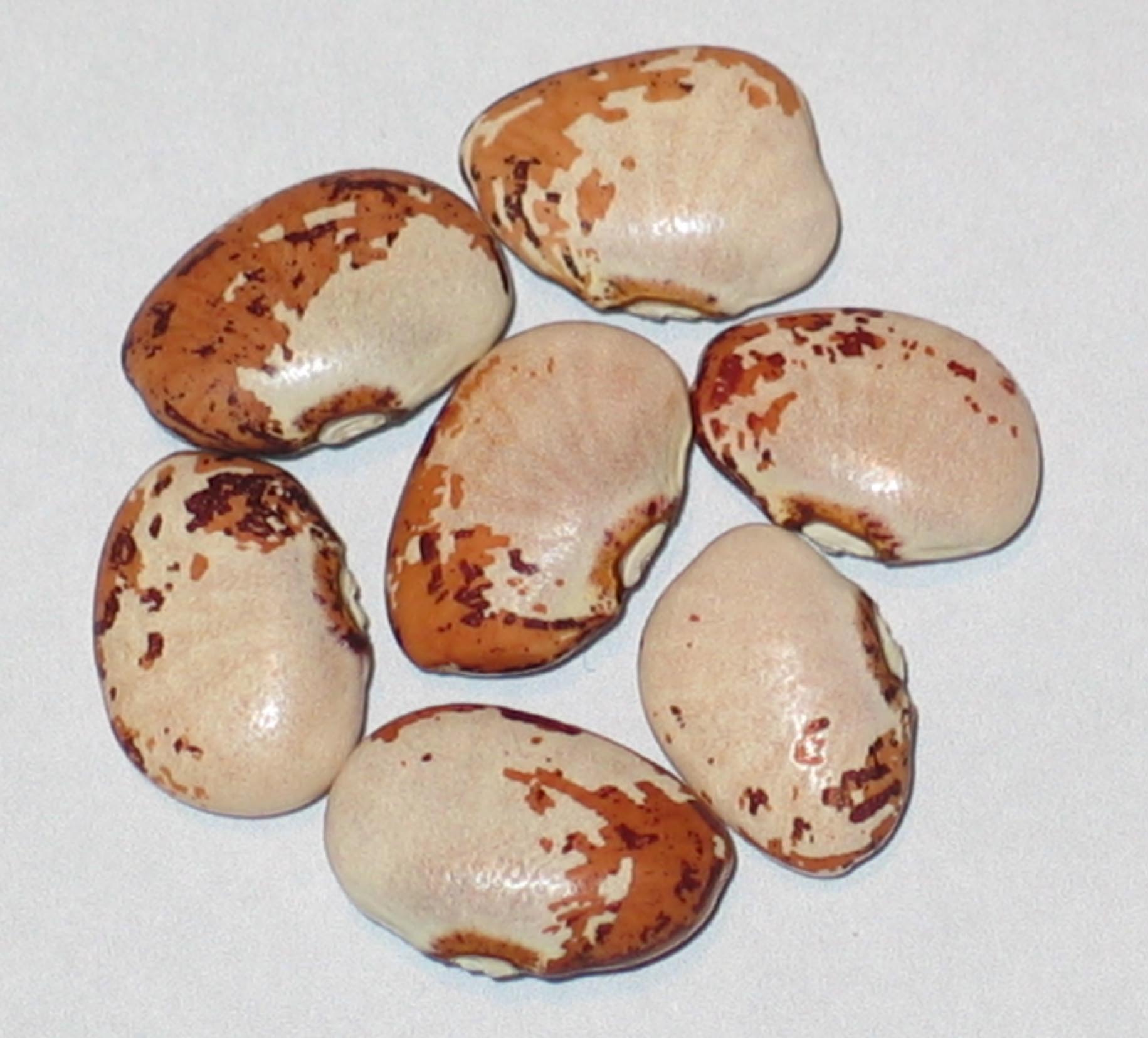 image of Stevensons beans