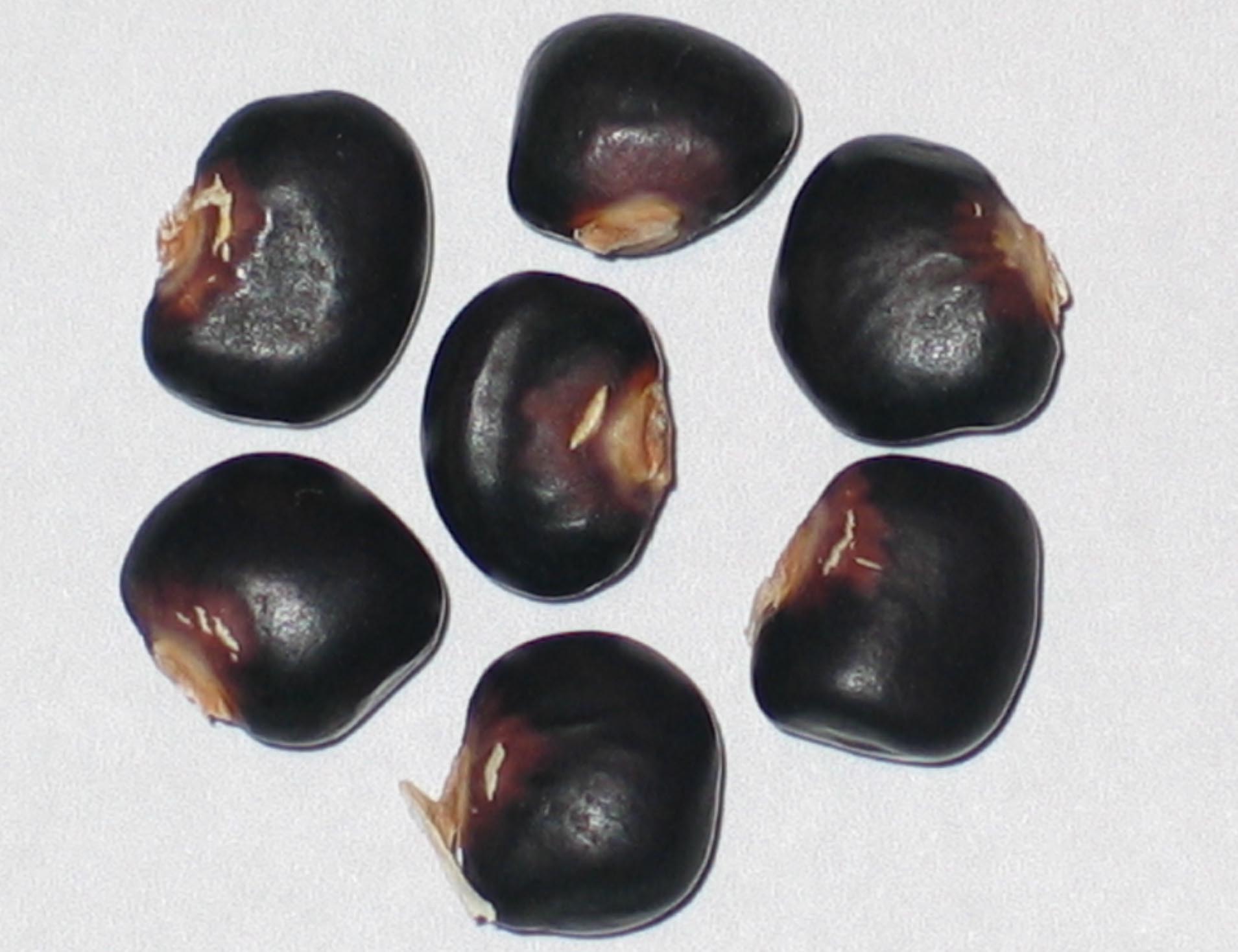 image of Succotash beans