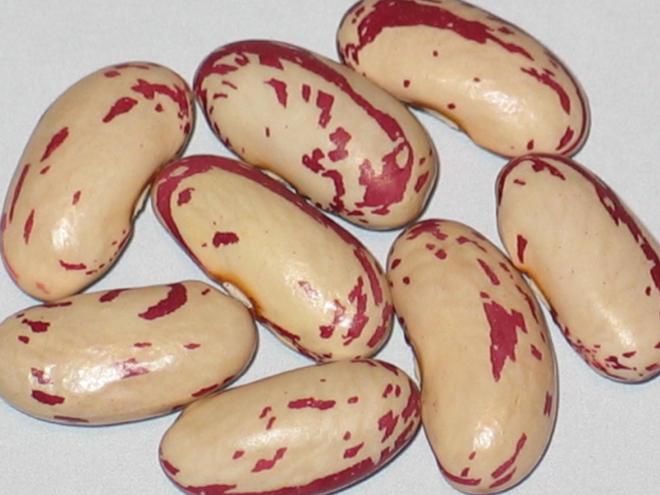 image of Tarahumara Capirame beans