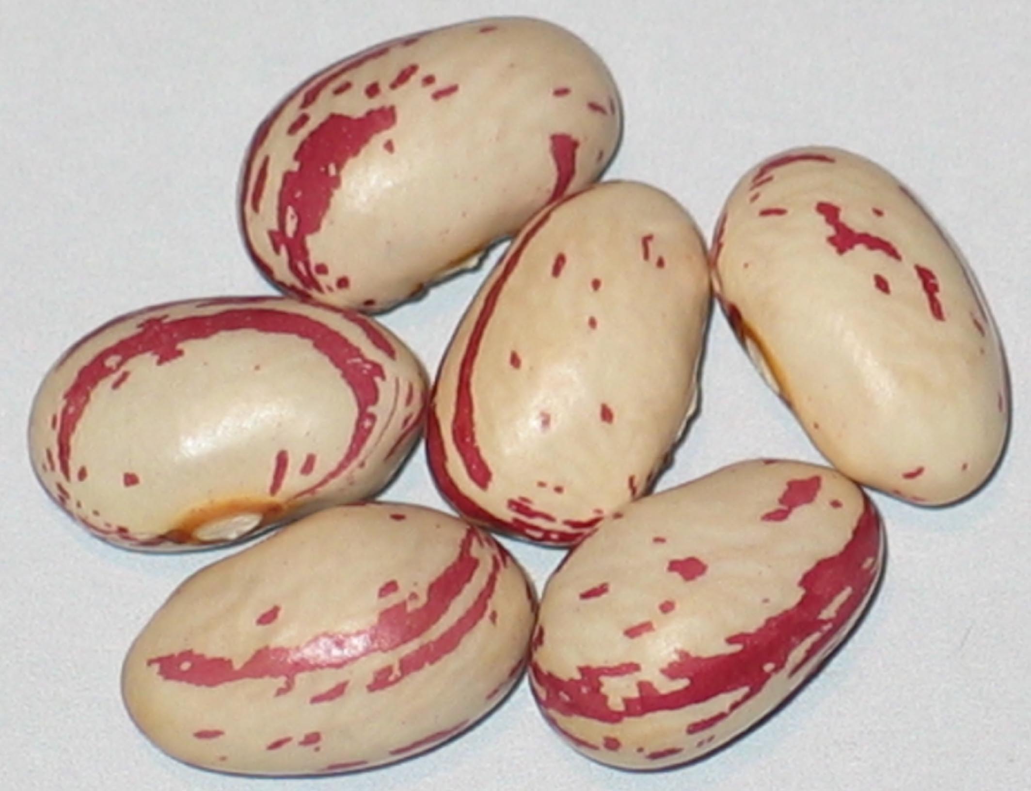 image of Taylor beans