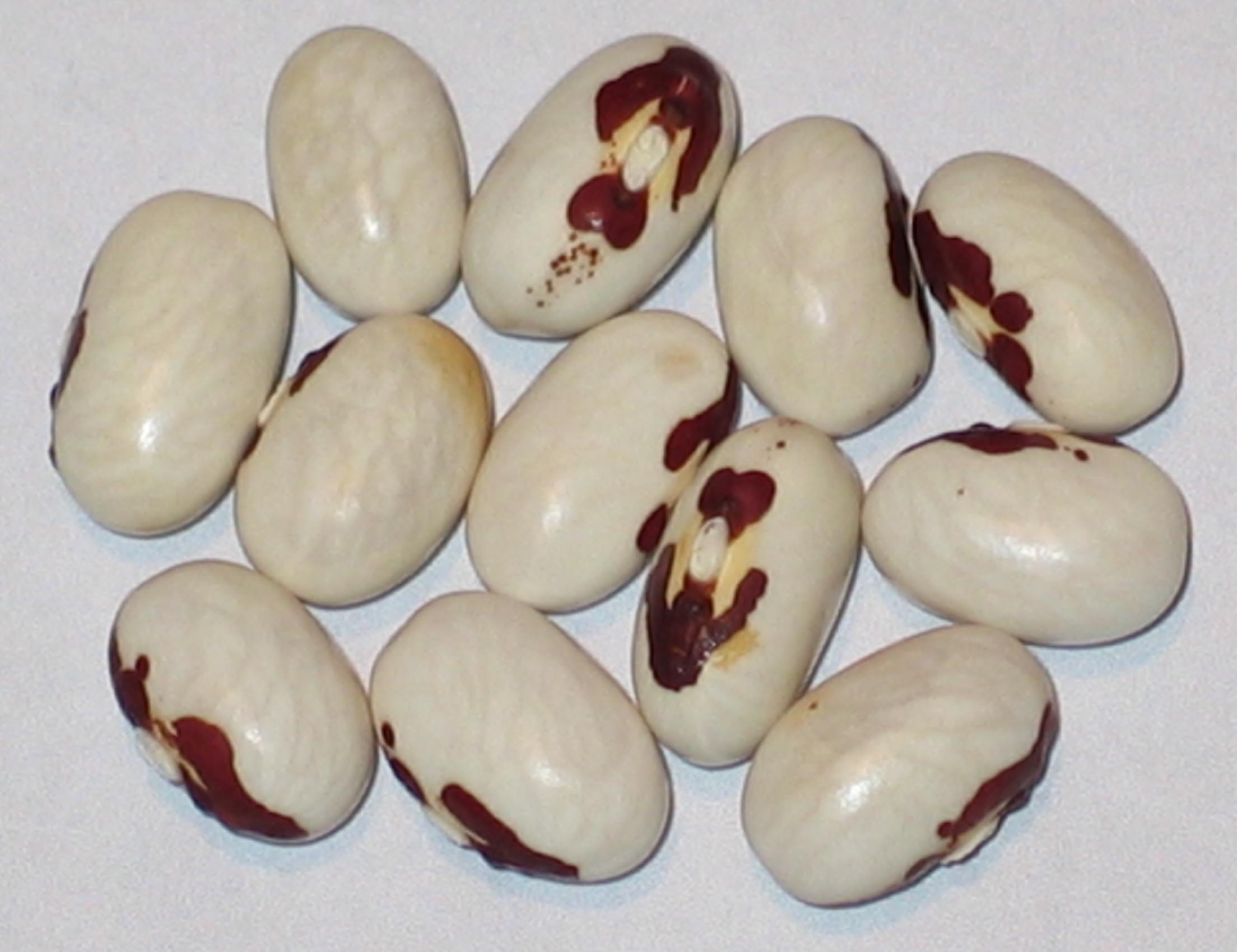image of Tenderpod beans