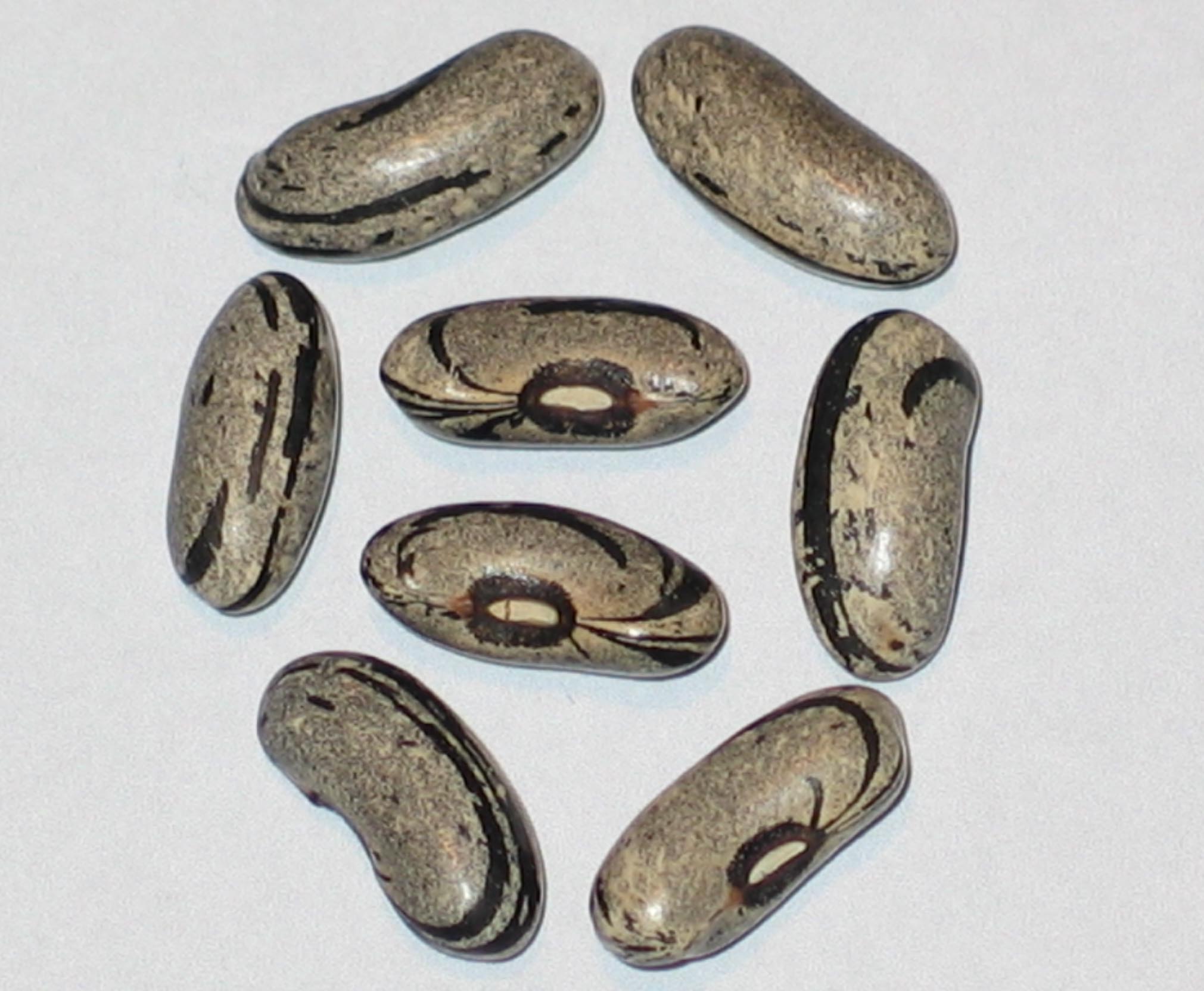 image of Tennessee Wonder beans