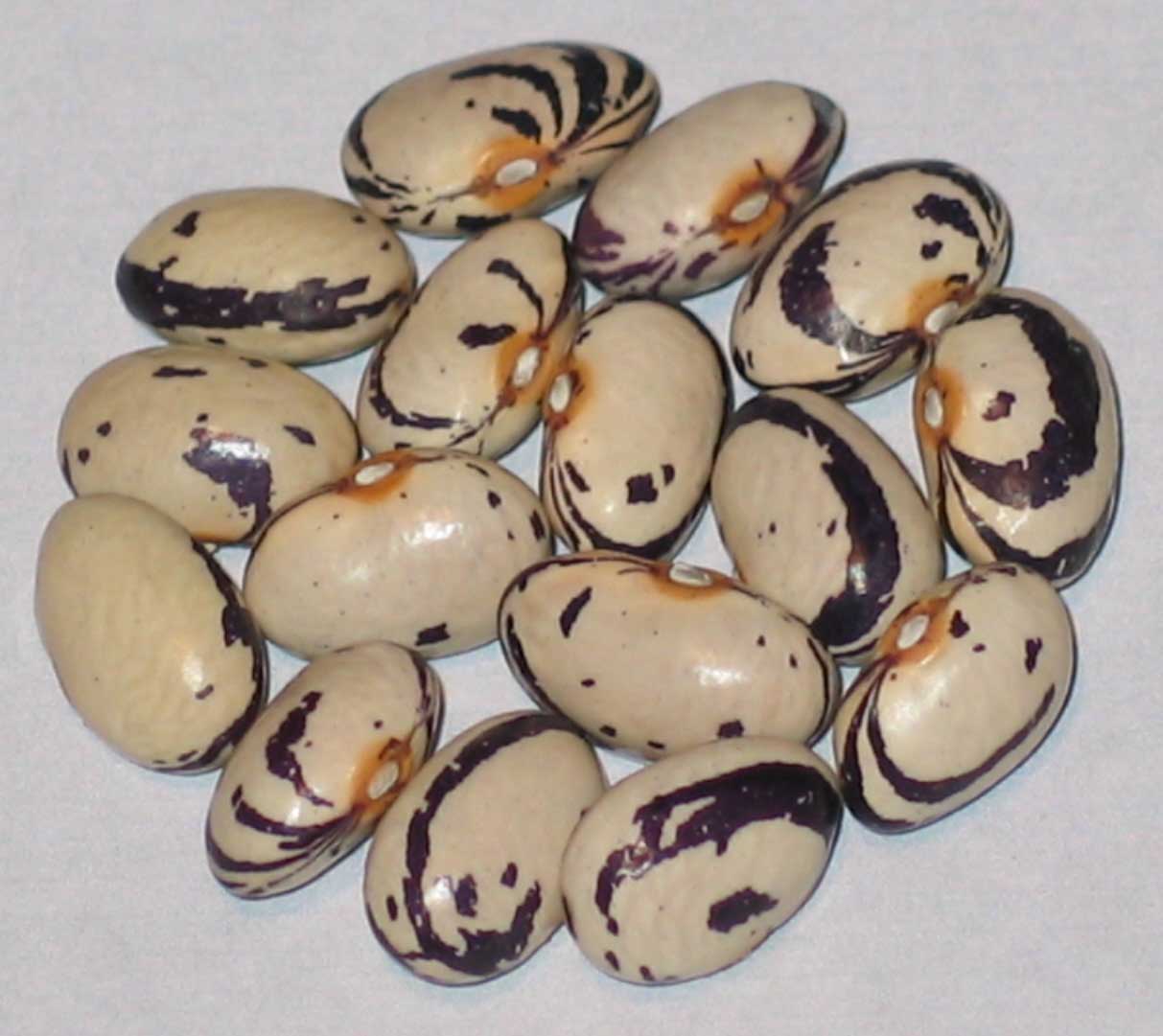image of Theresa Marchese beans