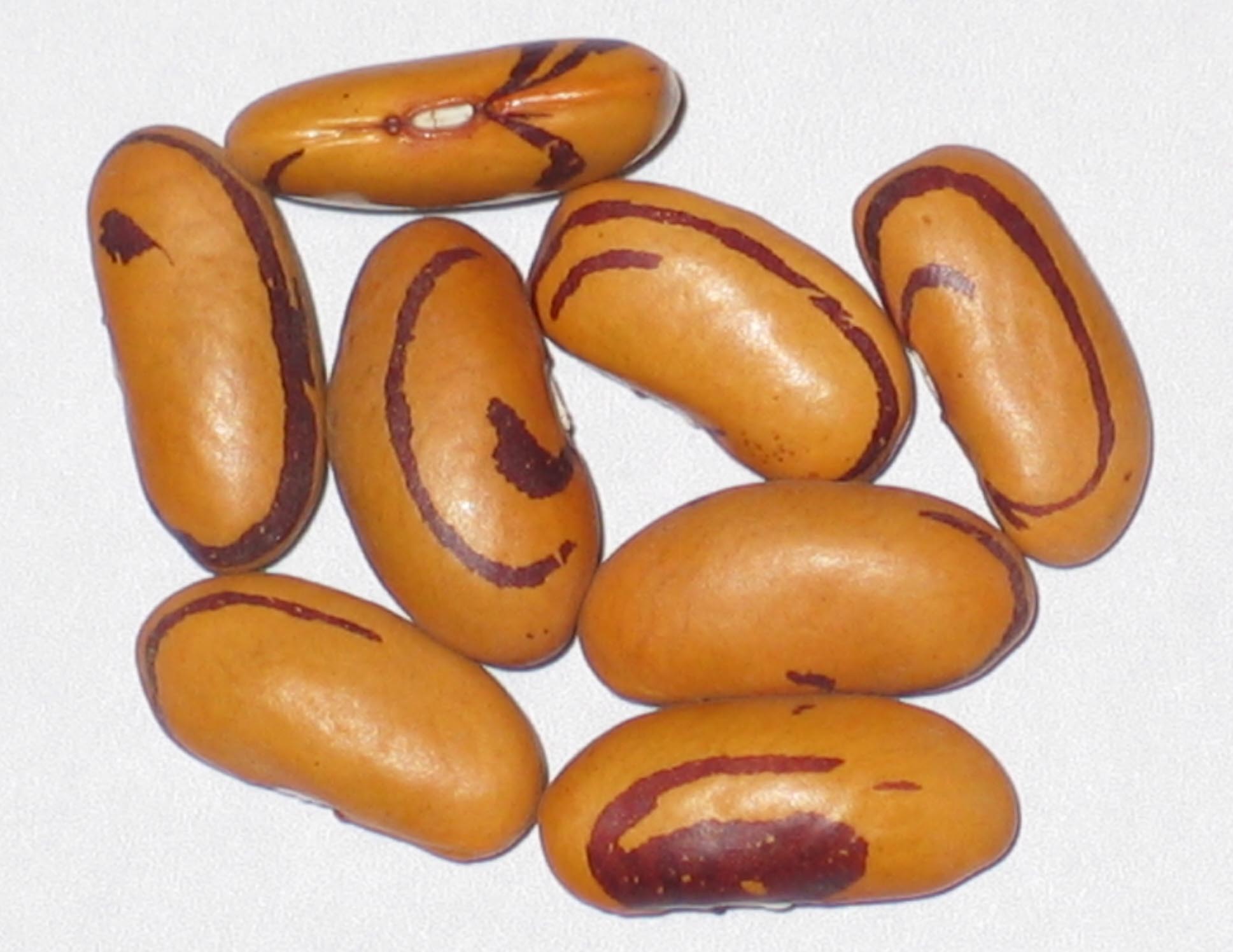 image of Tiger's Eye beans