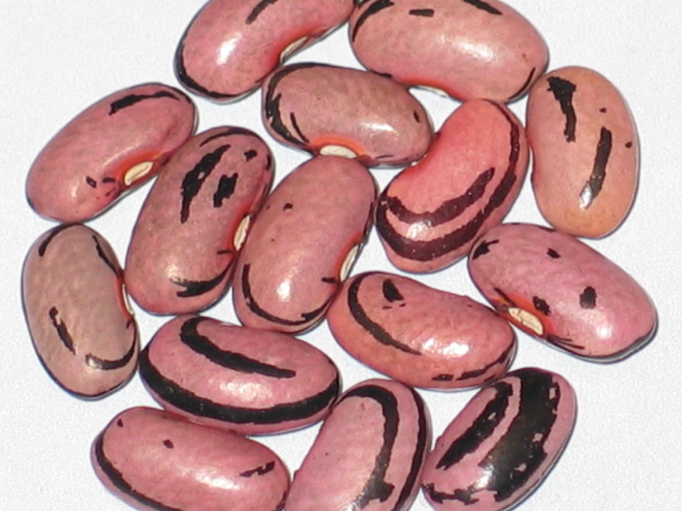 image of Tigre beans