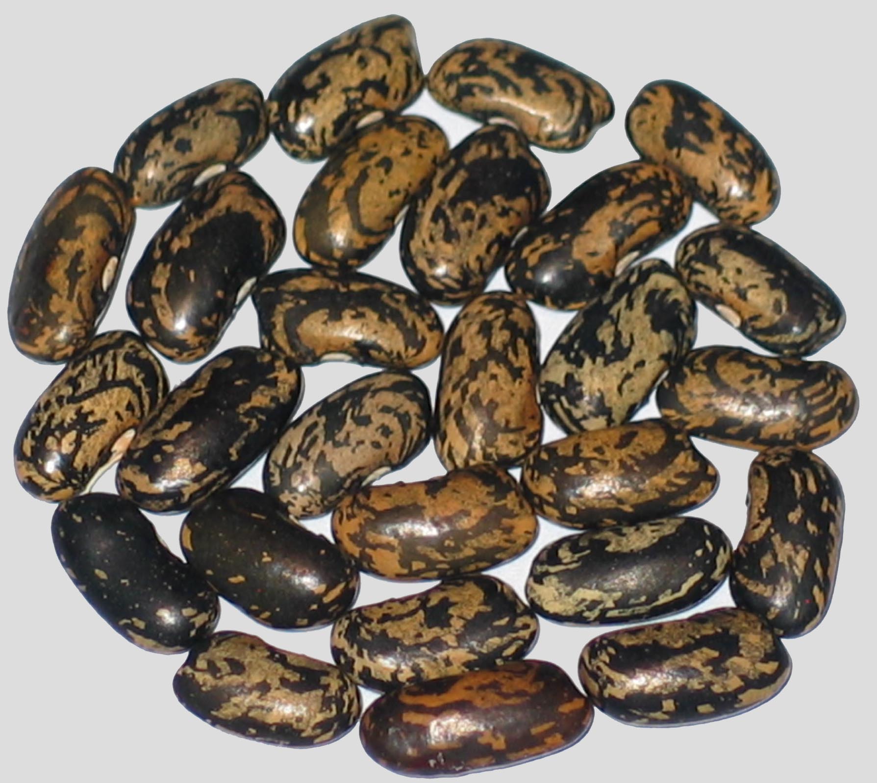 image of Tramonto di Trebua beans