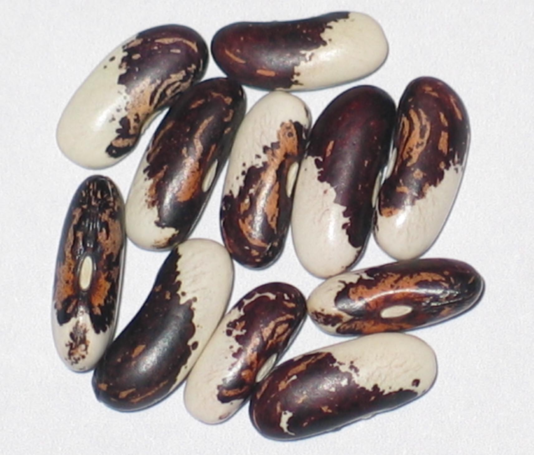 image of Vermont Appaloosa beans