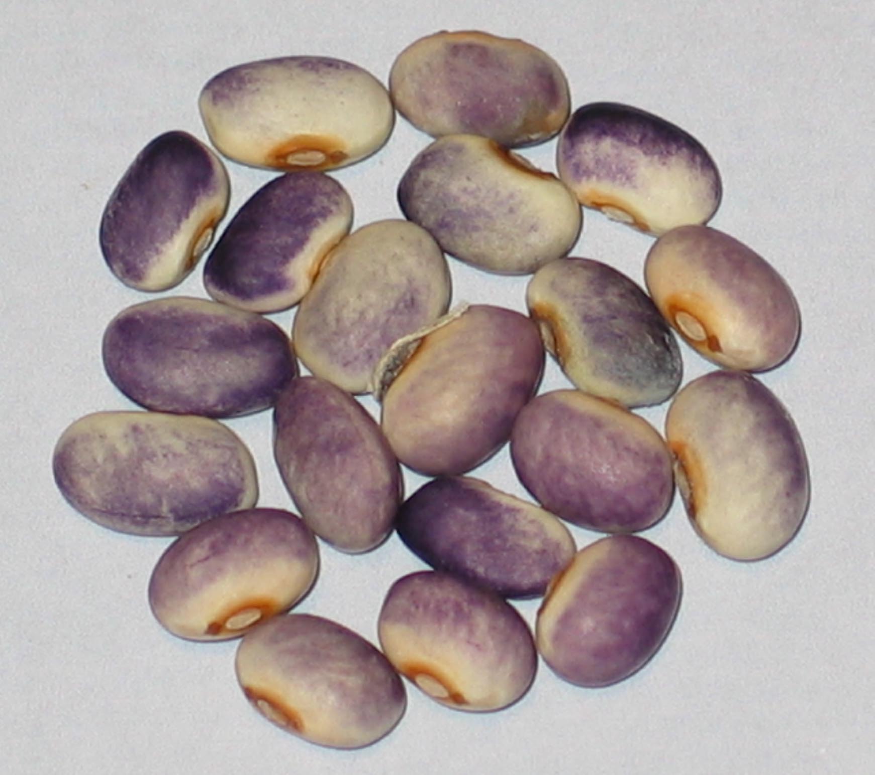 image of Viola beans