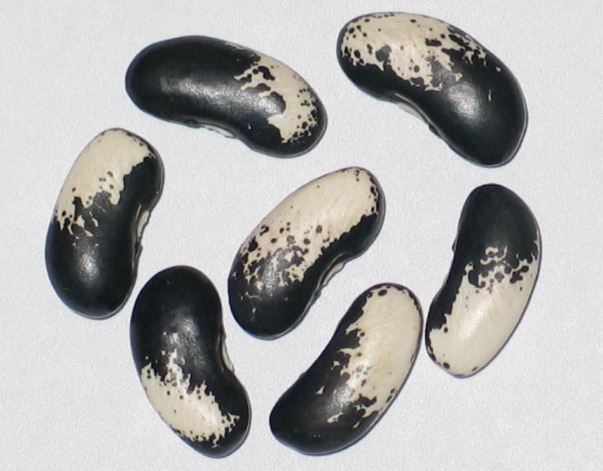 image of Wanamingo beans
