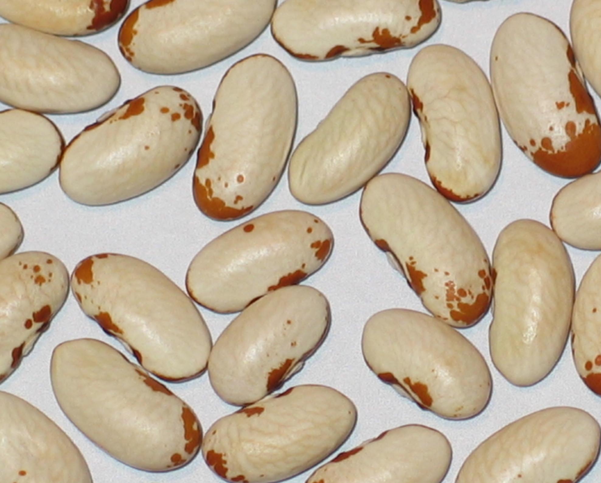 image of Weiner Treib beans