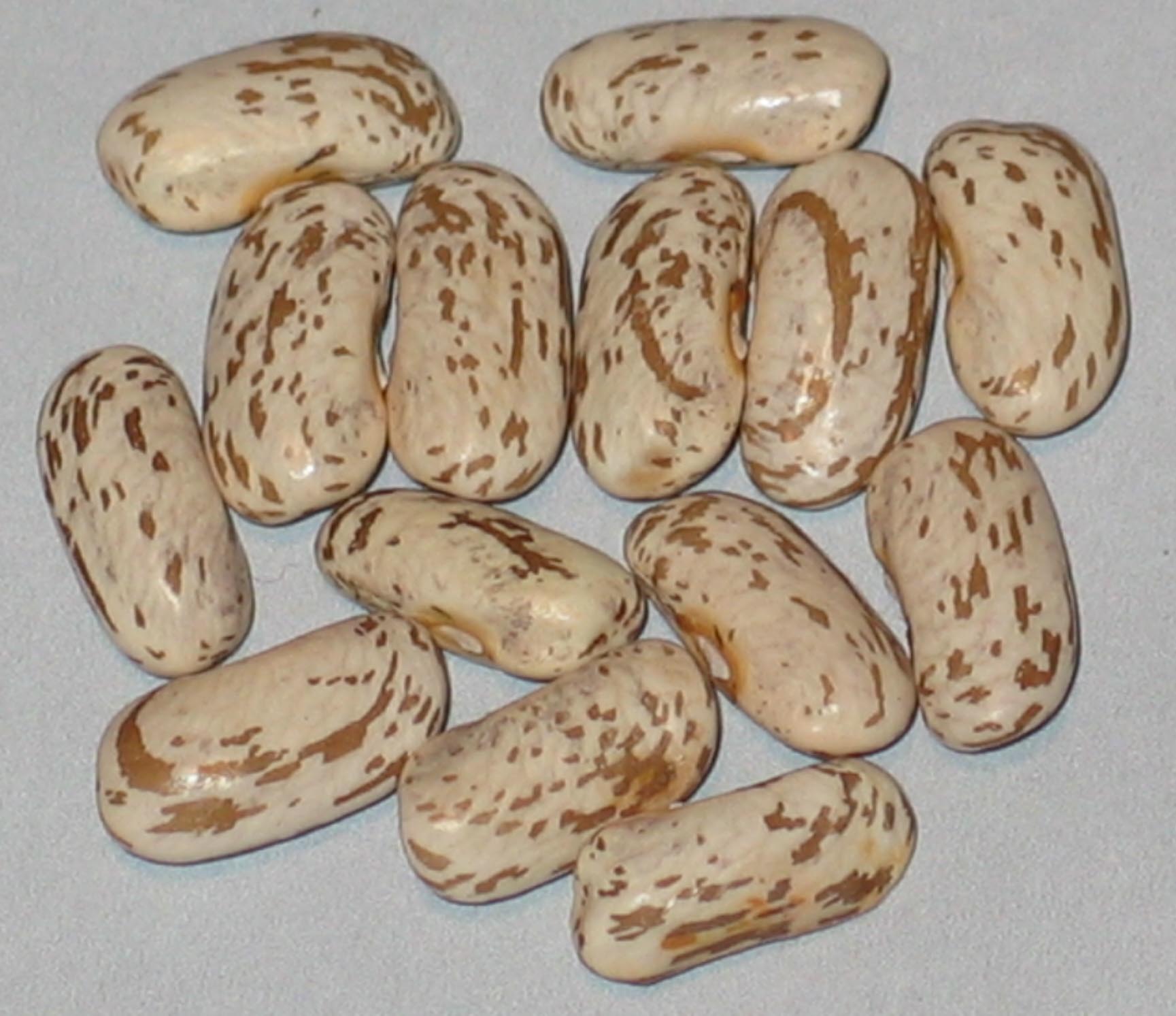 image of Willmar Pinto beans