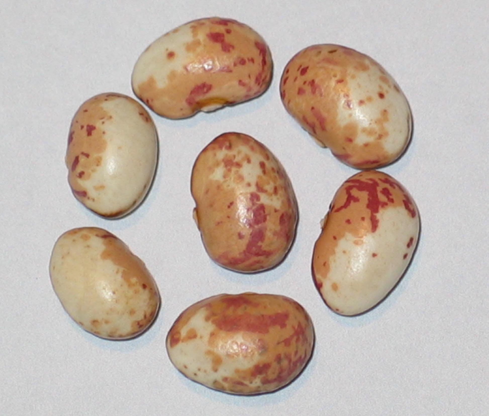 image of Whitzenhausen beans