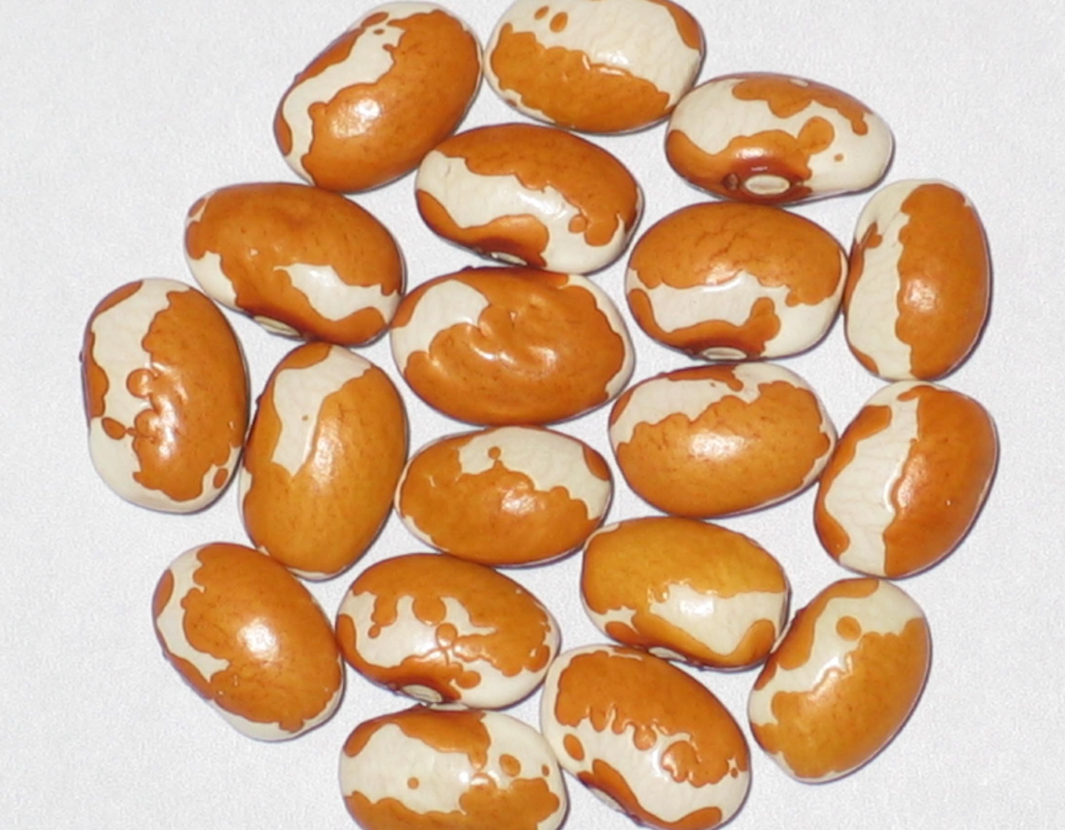 image of Zuni Shalako beans