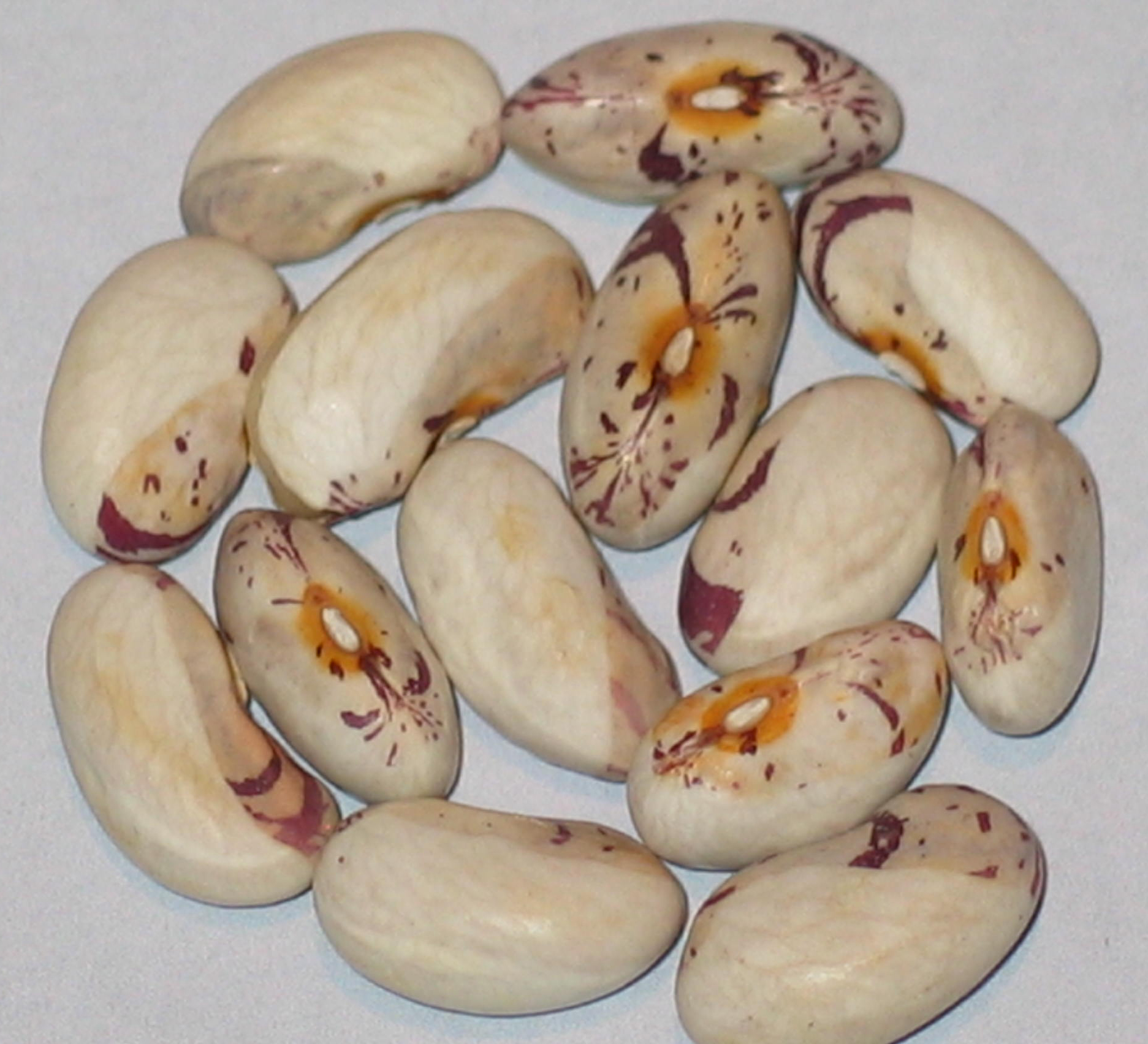 image of Algonquin beans