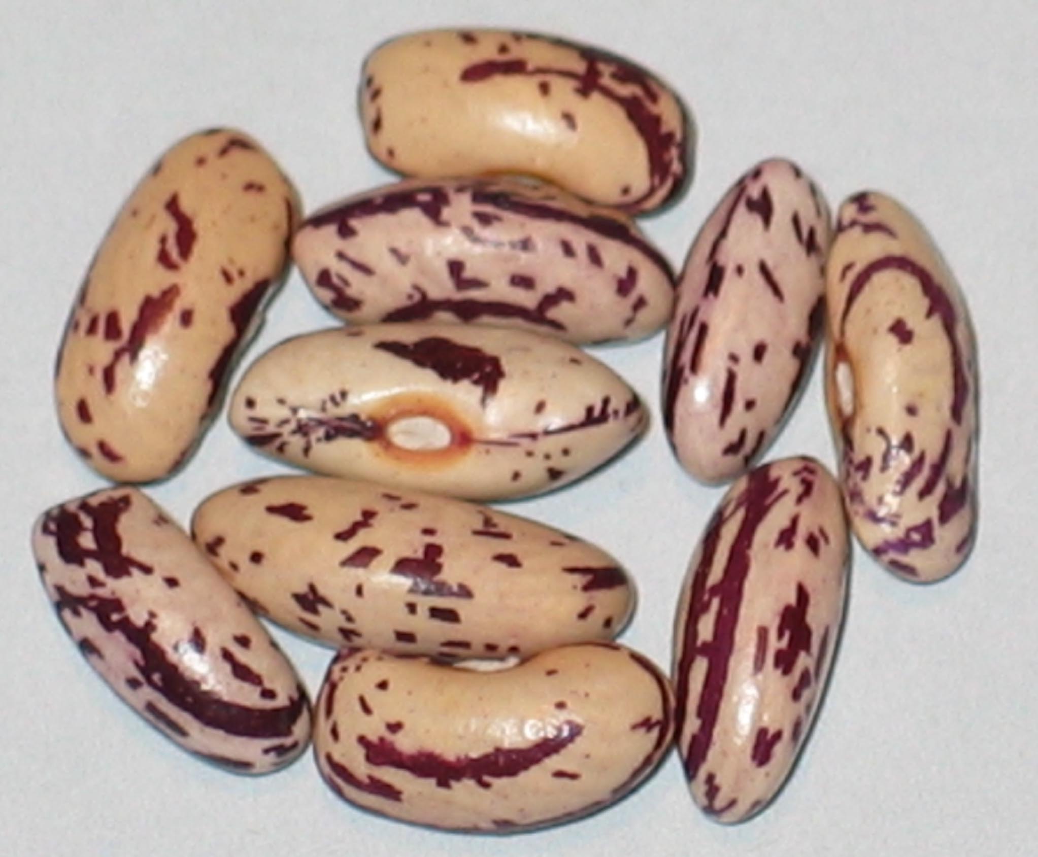 image of Avalon beans