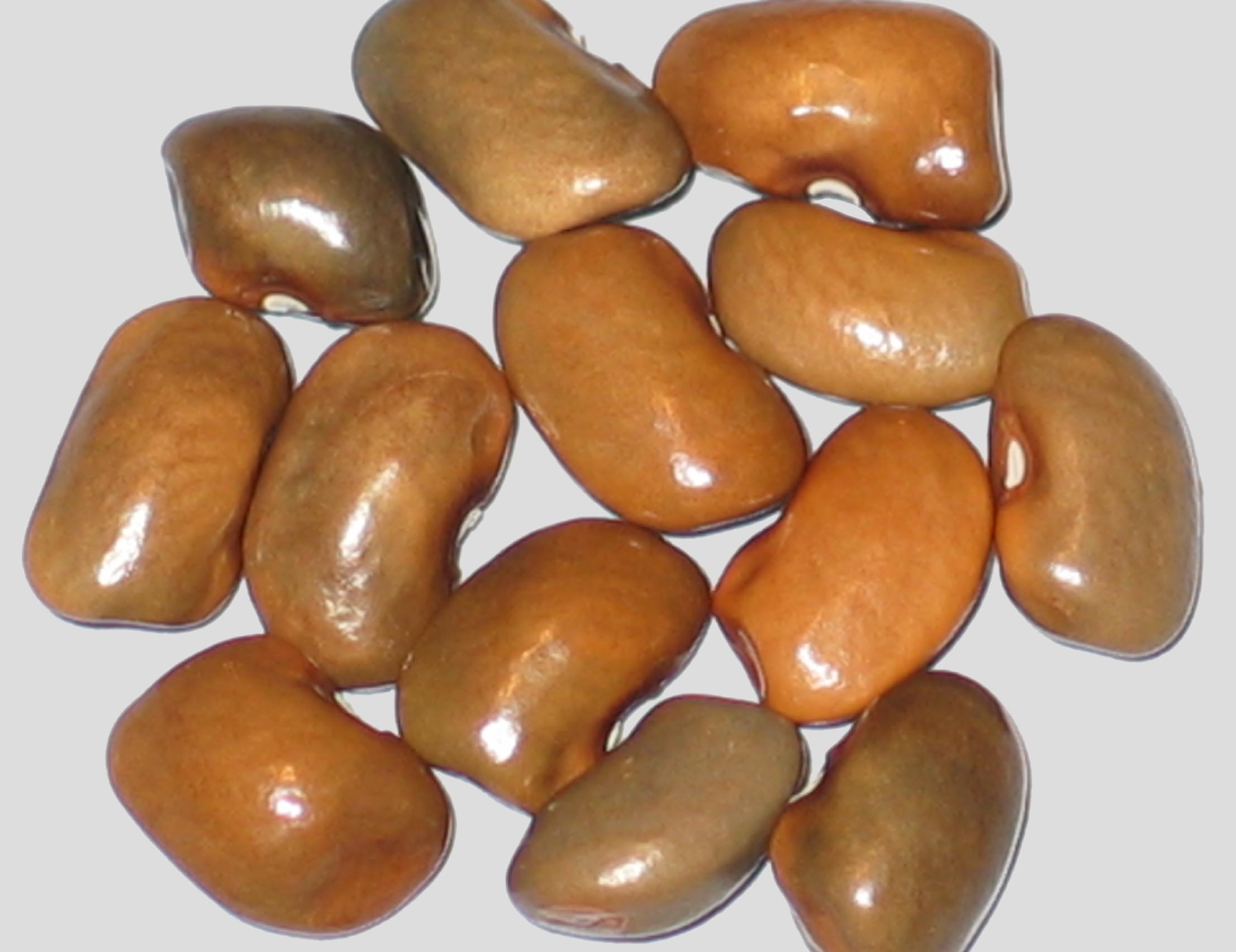 image of Blue Heron beans