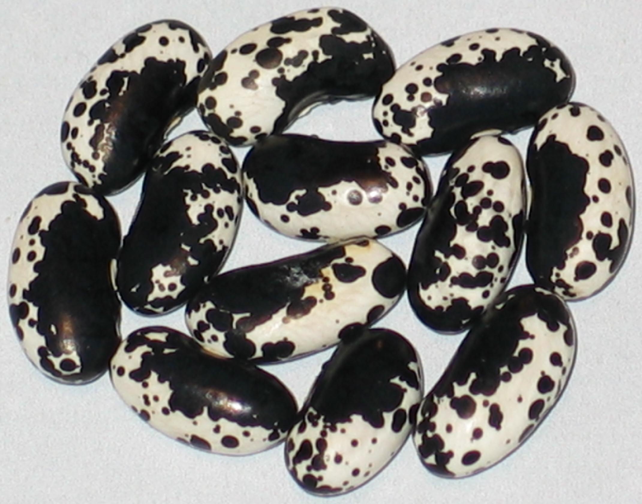image of Danish Cat beans