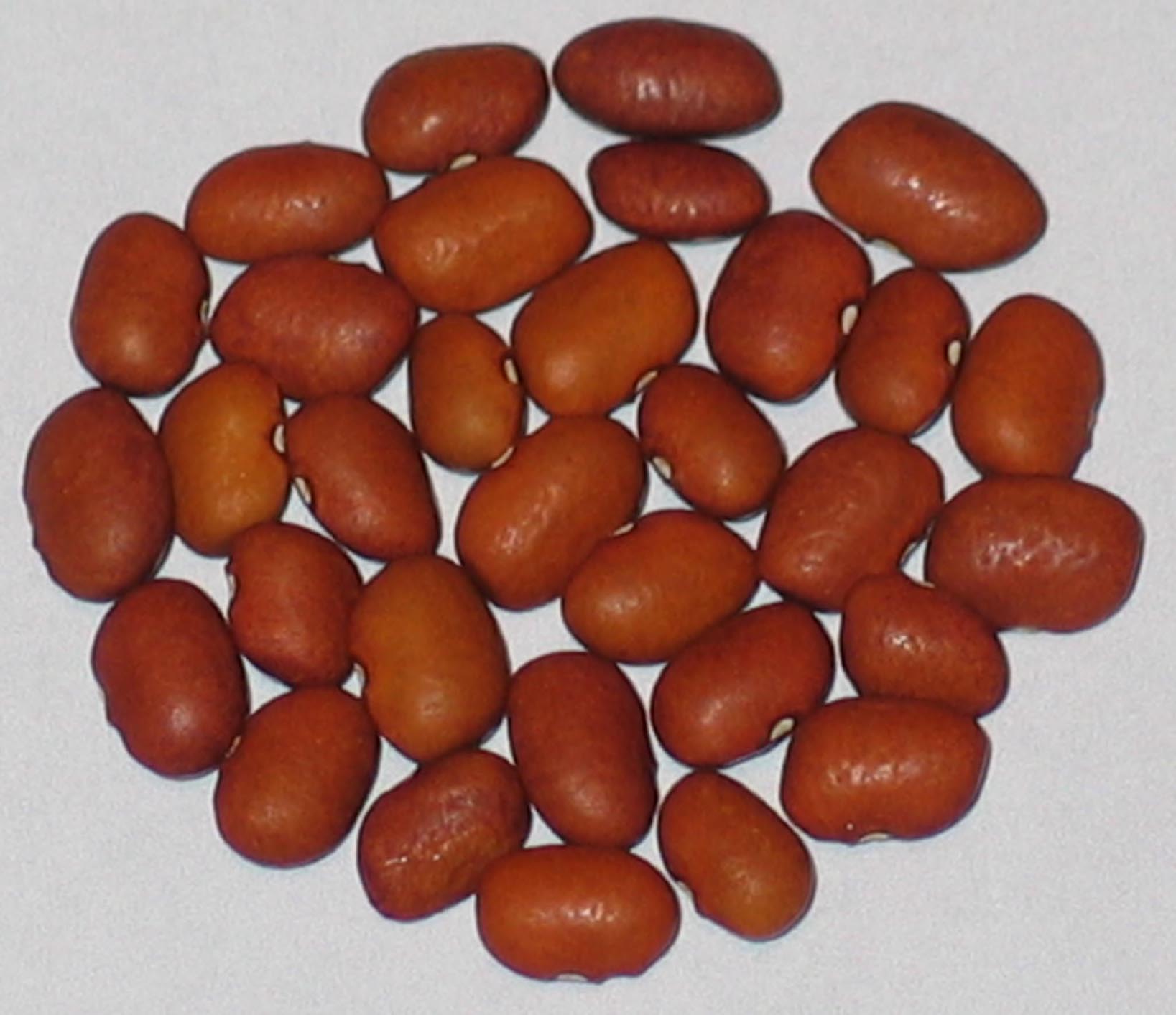 image of Deep Orange Tepary beans