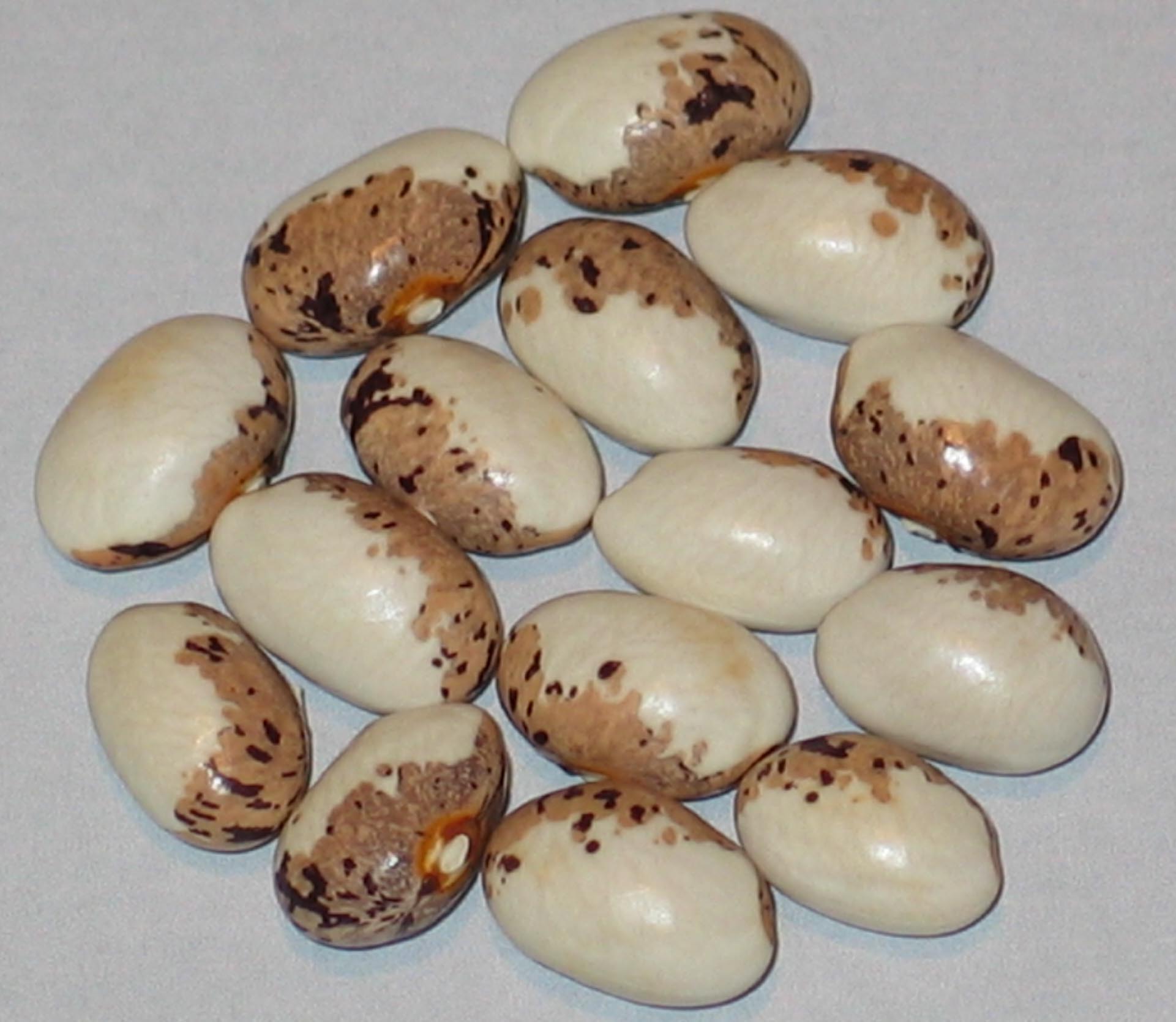 image of Del Angelo Imperia beans
