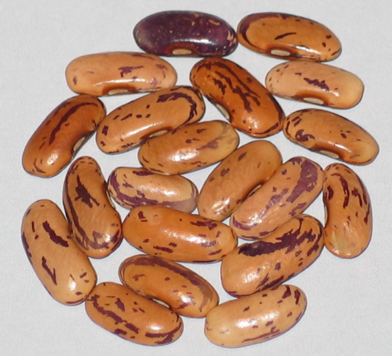 image of Deuil Fin Precoce beans