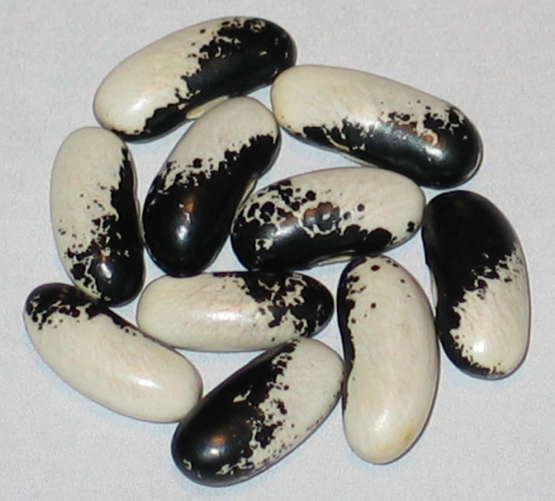 image of DH-16 beans