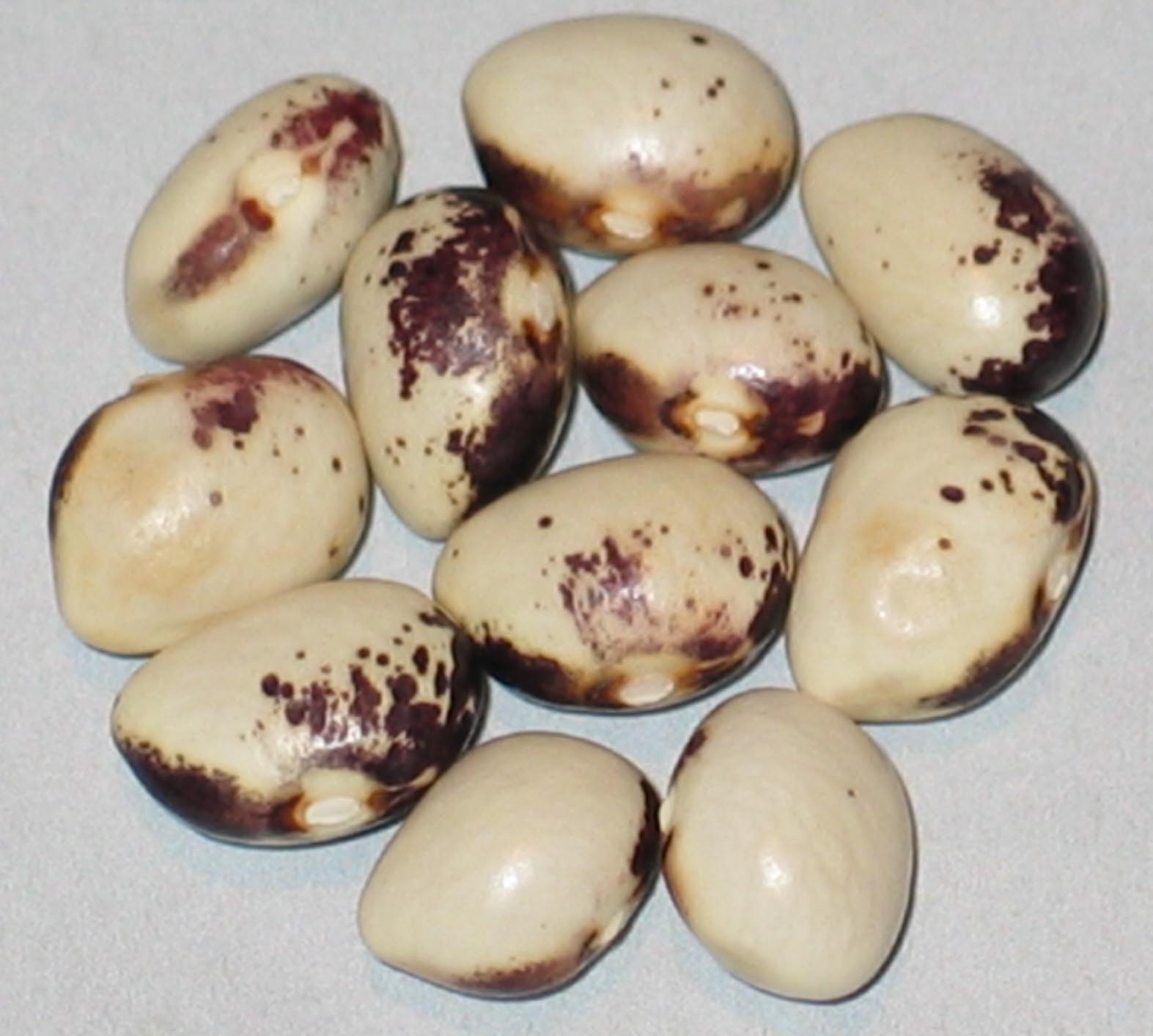 image of Diamont beans