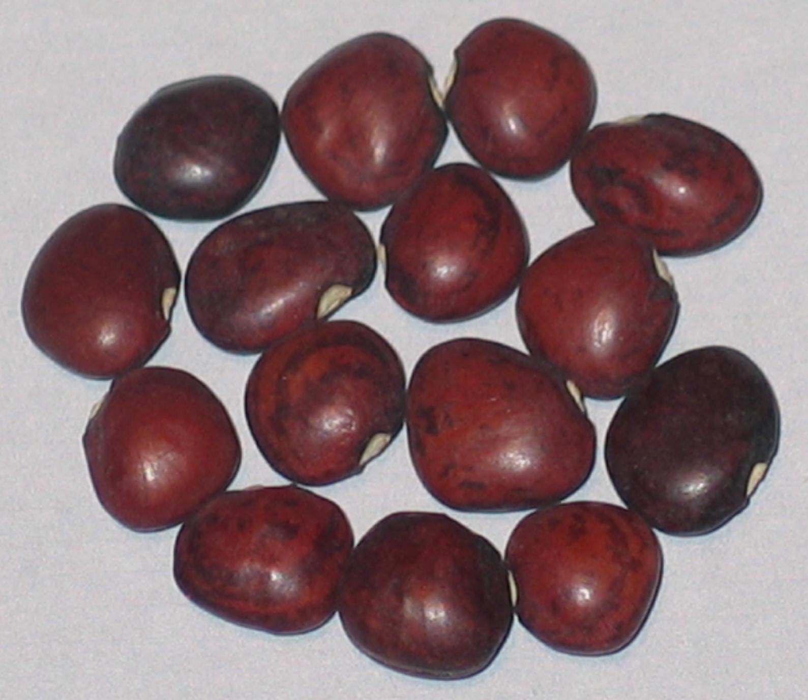image of Dixie Speckled Butterpea beans