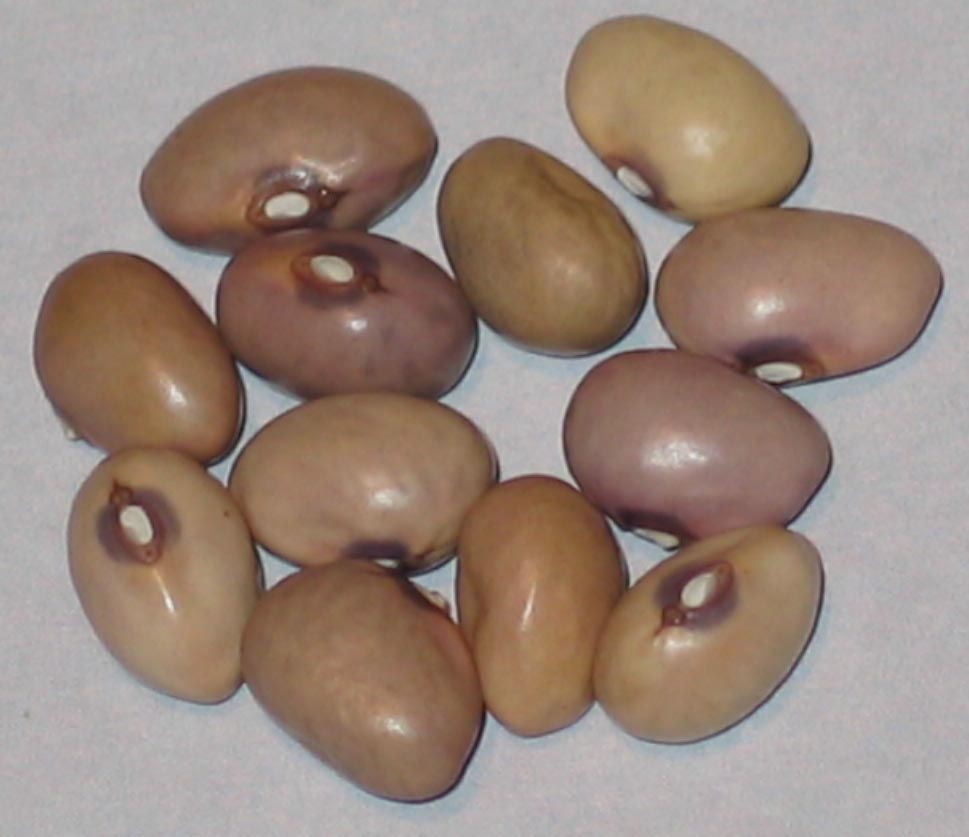 image of Dule beans