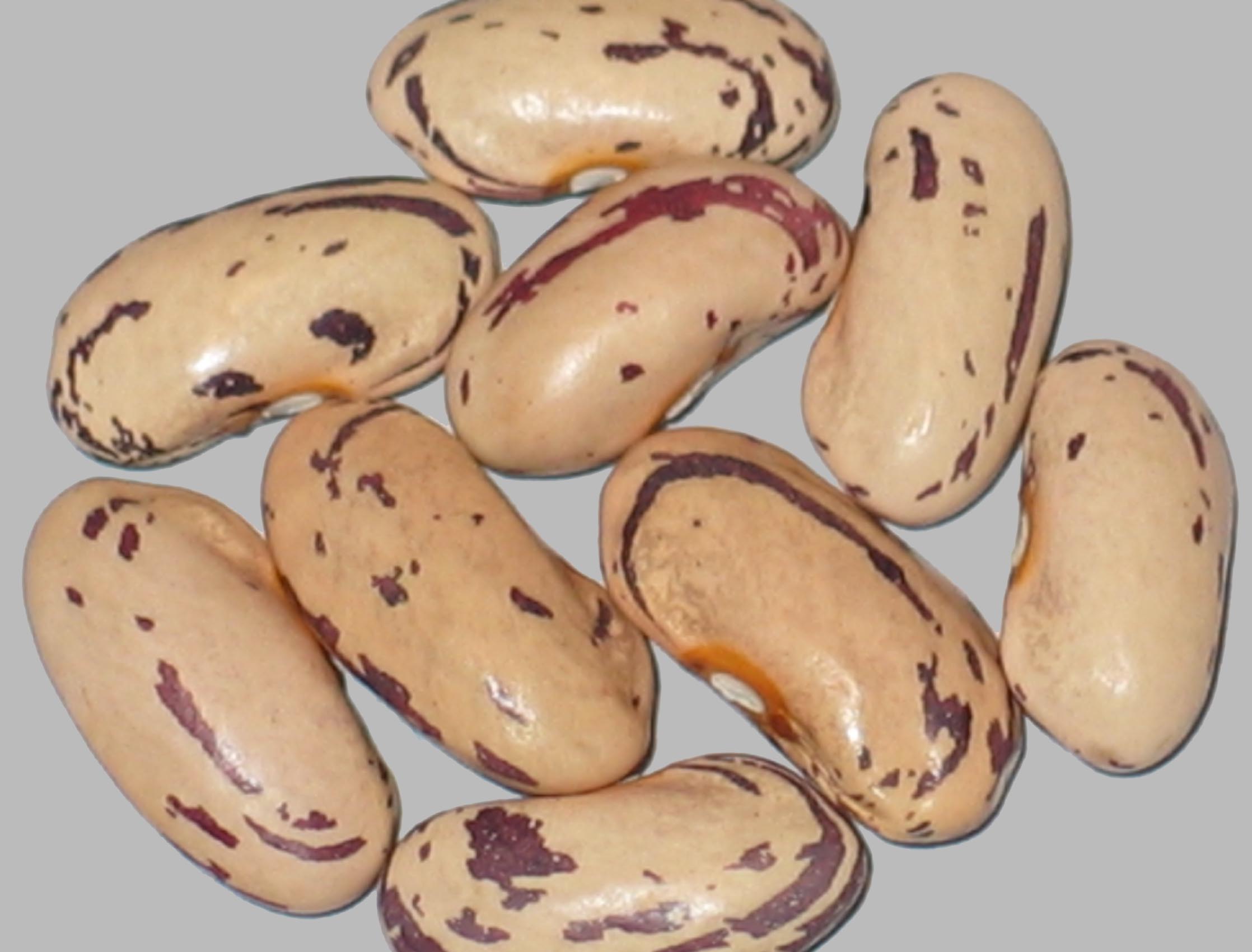 image of Duro Cranberry beans