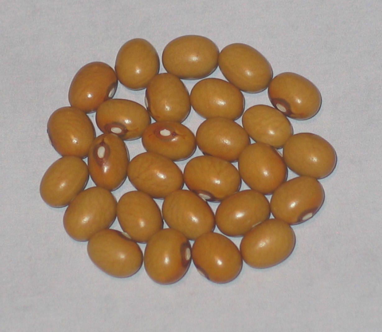 image of Dutch Bullet beans