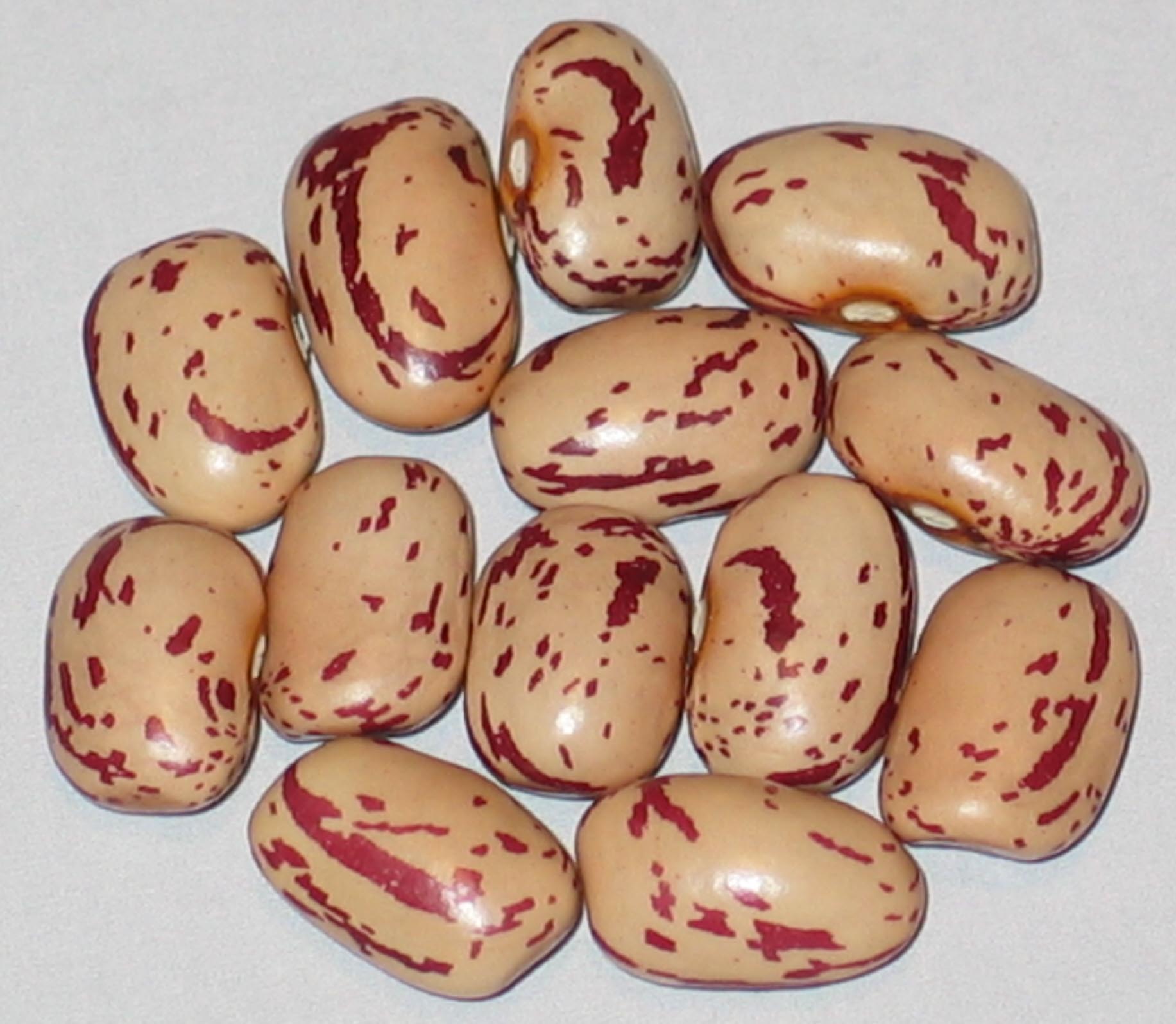 image of Etna beans