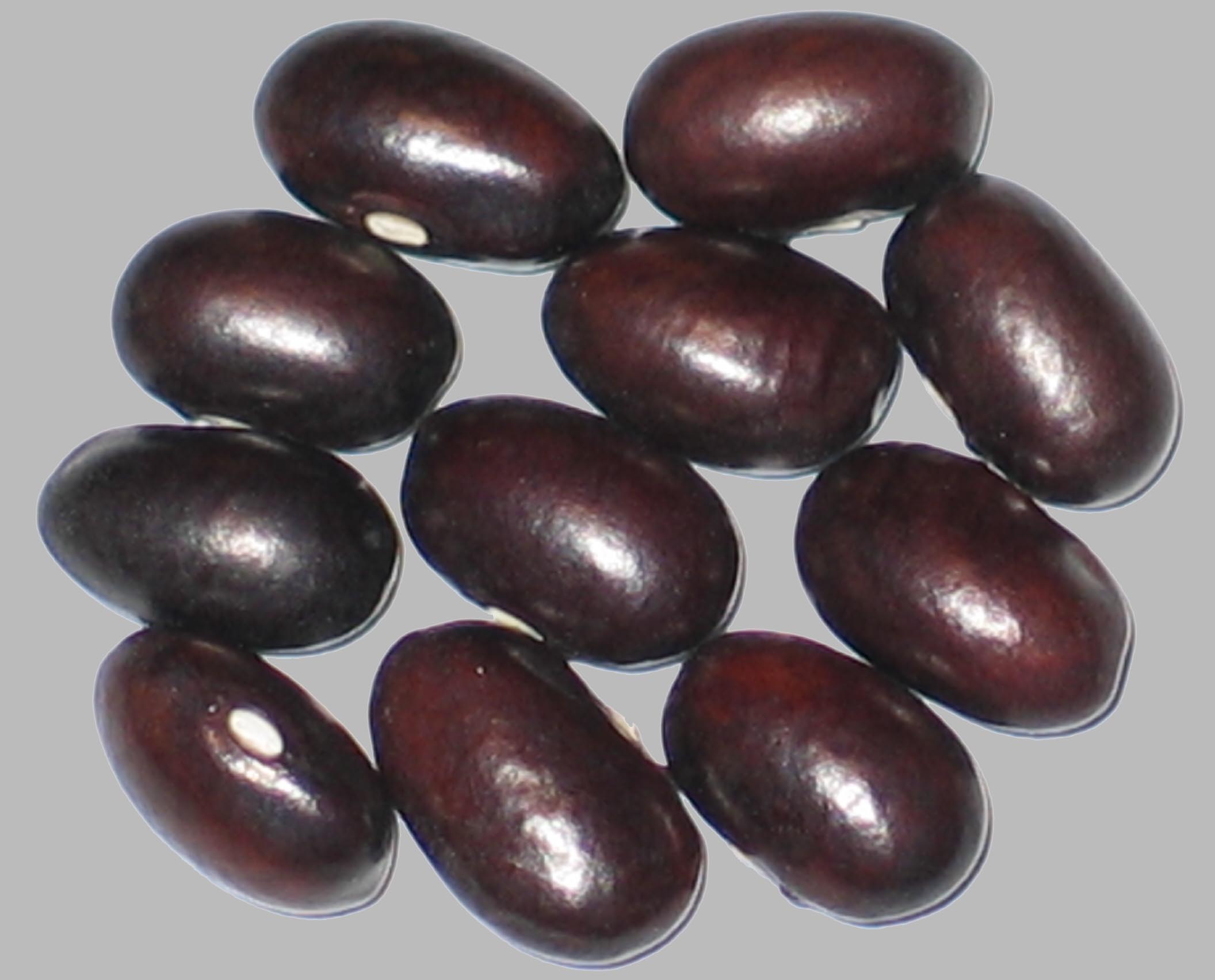 image of Evolutie beans