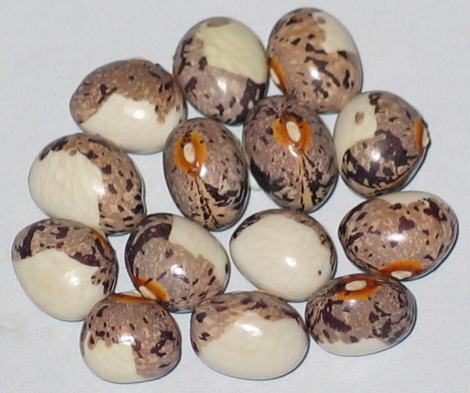 image of  Fagiolo Di Angelo Impenia beans