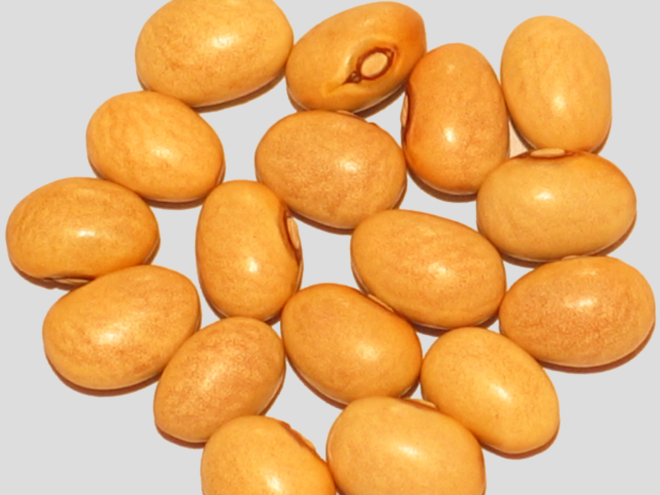 image of Fagiolo Ruviotti beans