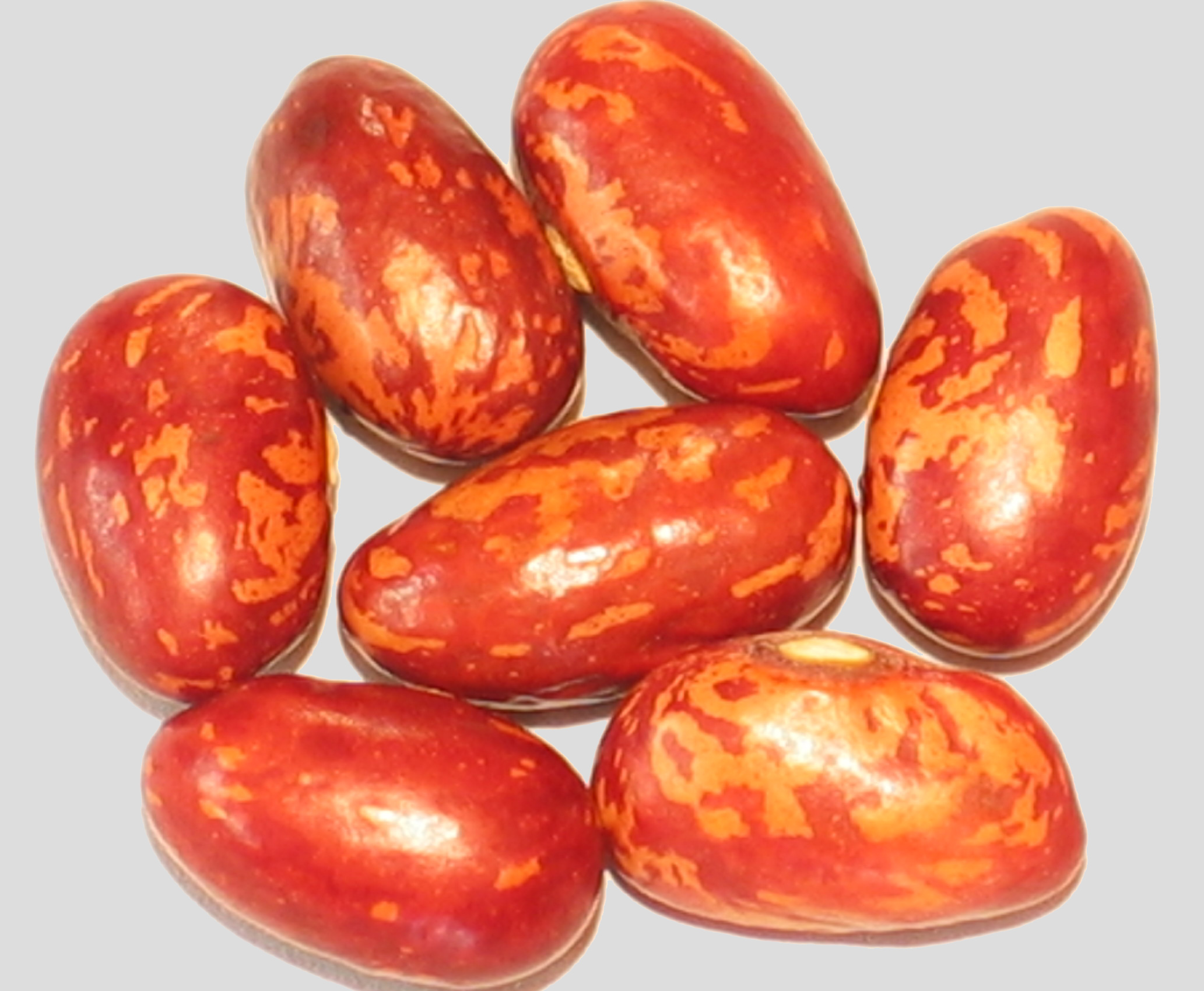 image of Family beans